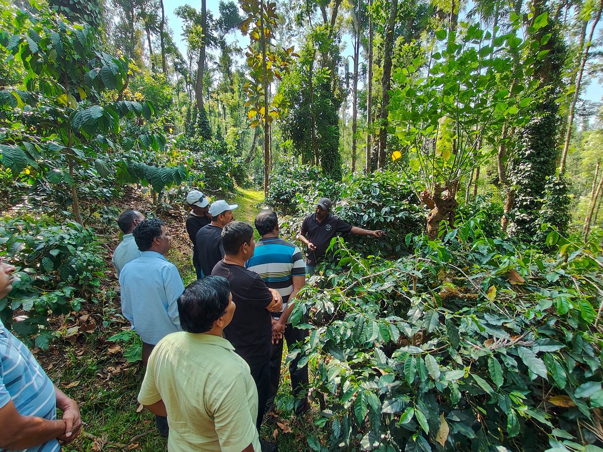 Coffee Farm Tour Experience