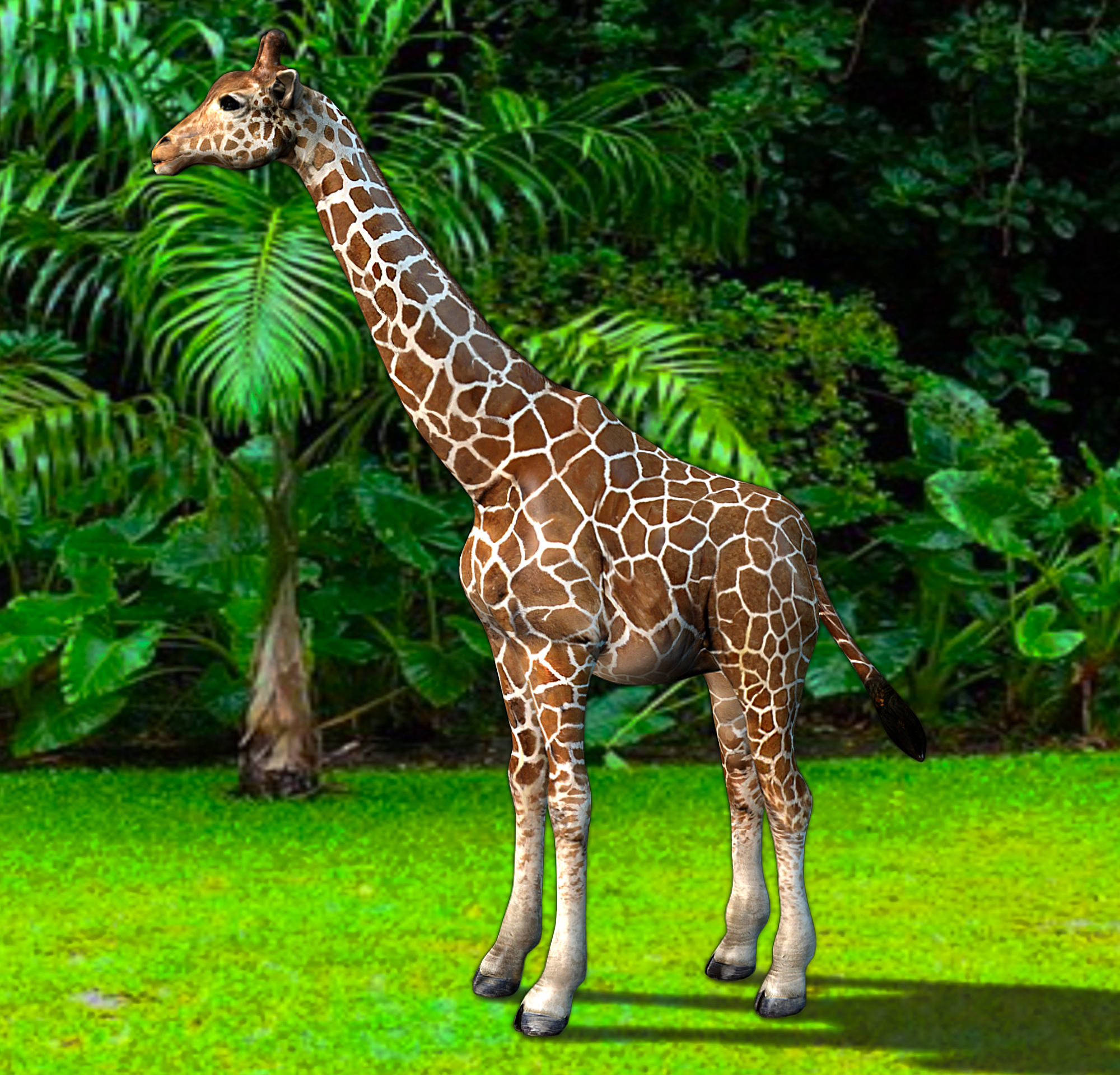 Giraffe Animations
