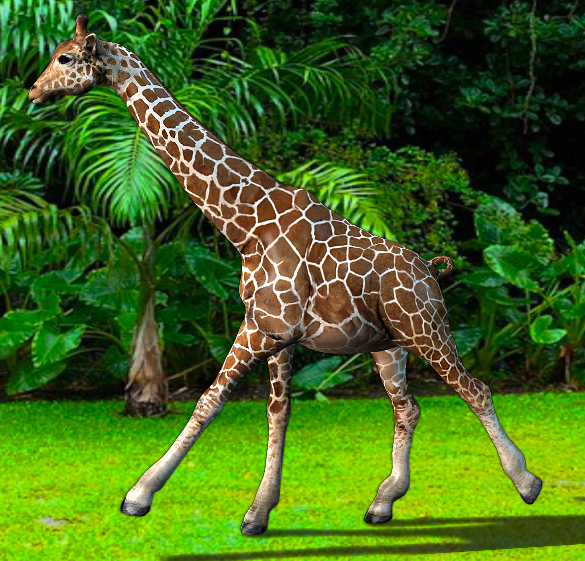 Giraffe Animations