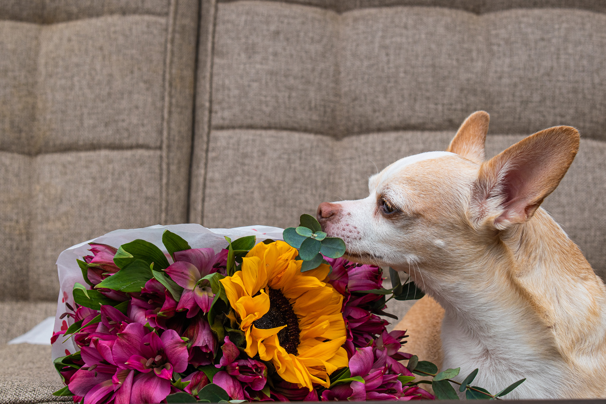 CAT & DOG MOM – PET-SAFE FLOWER ARRANGEMENT