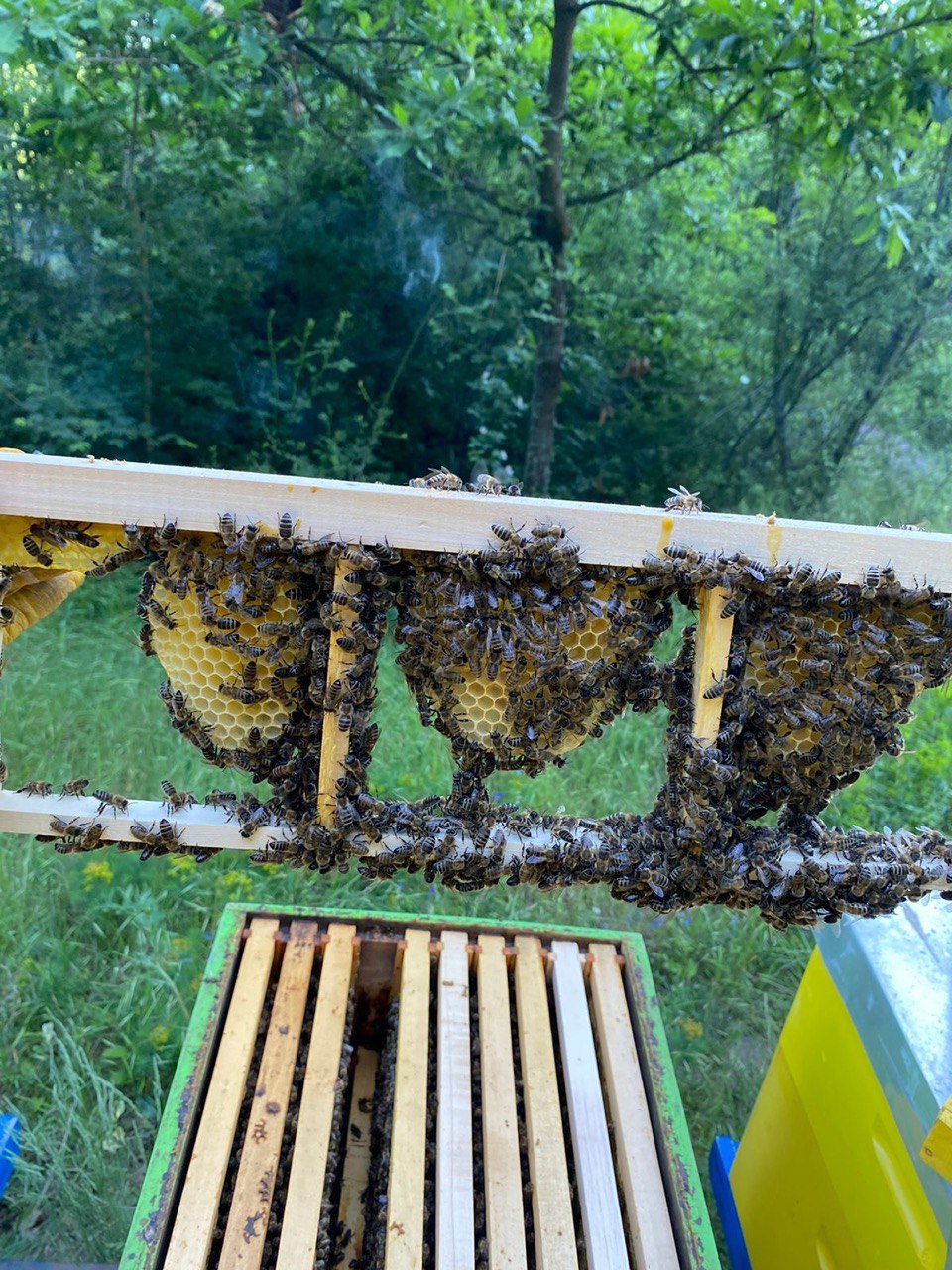 Kornizë me Hoje të Bletëve – e Pa Përpunuar (Bio) (Ekskluzive)