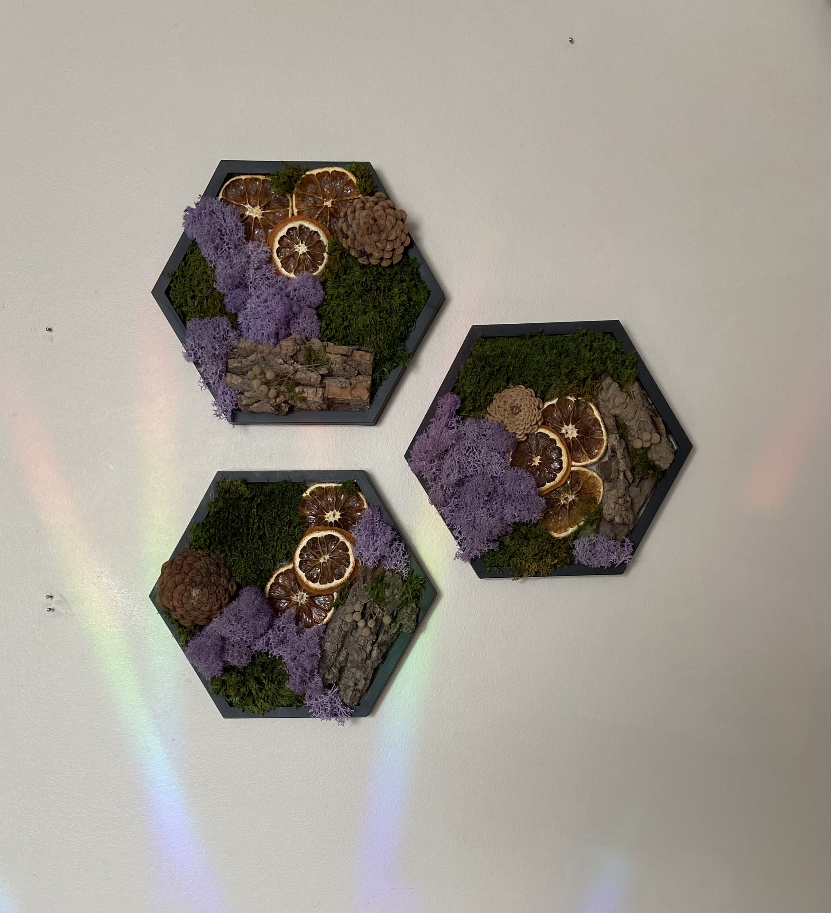 CITRUS GROVE PRESERVED MOSS HEXAGON (5” side)