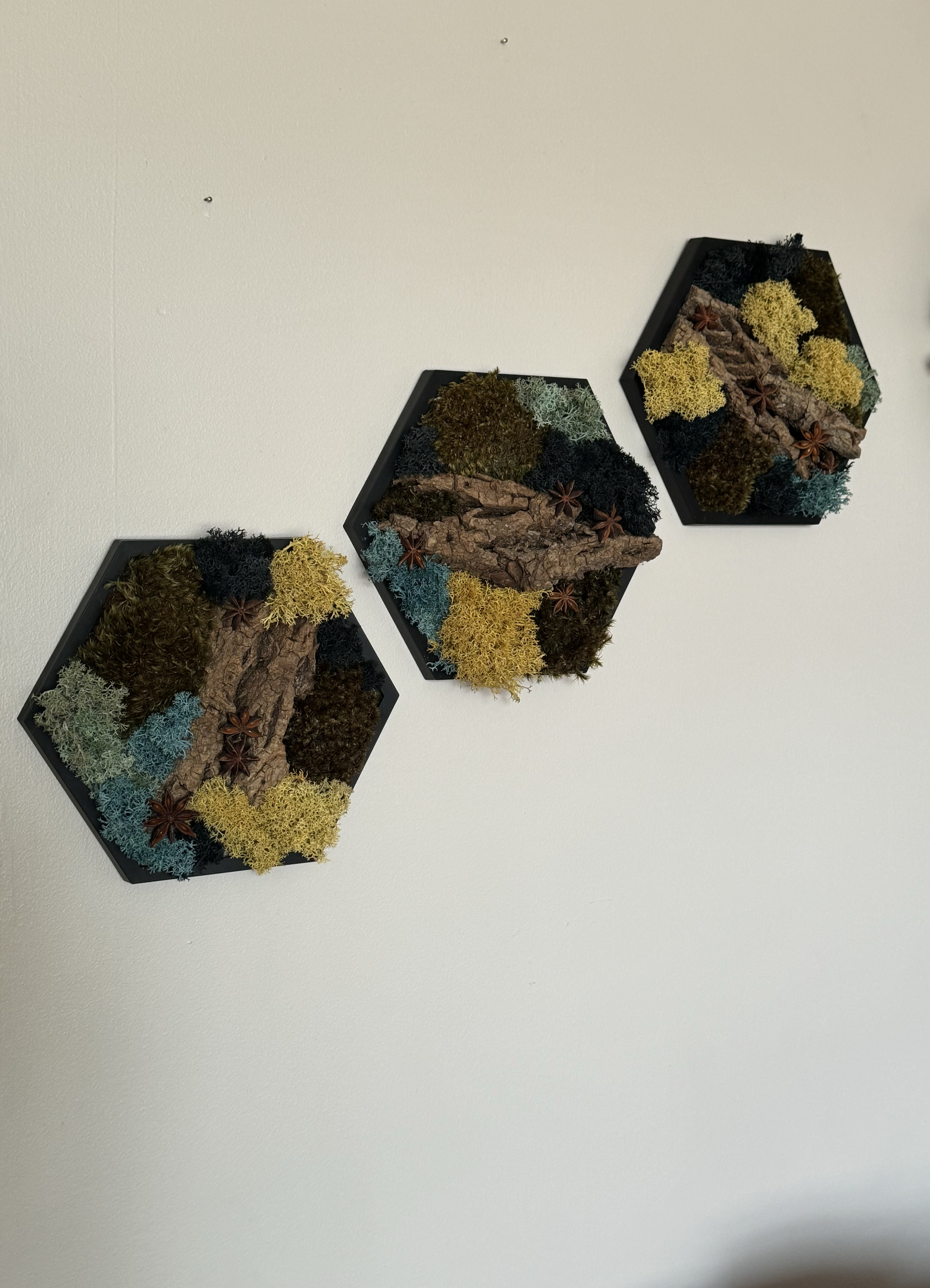 MOSS · BARK · ANISE PRESERVED MOSS HEXAGONS— 5″ Side