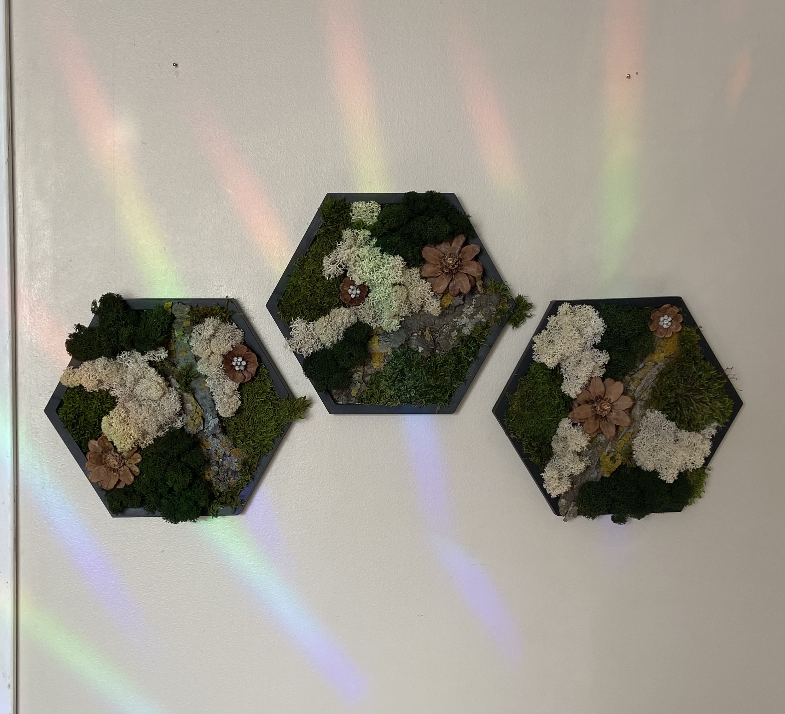 MOSS · BARK · COTTON PRESERVED MOSS HEXAGON  (5” side)