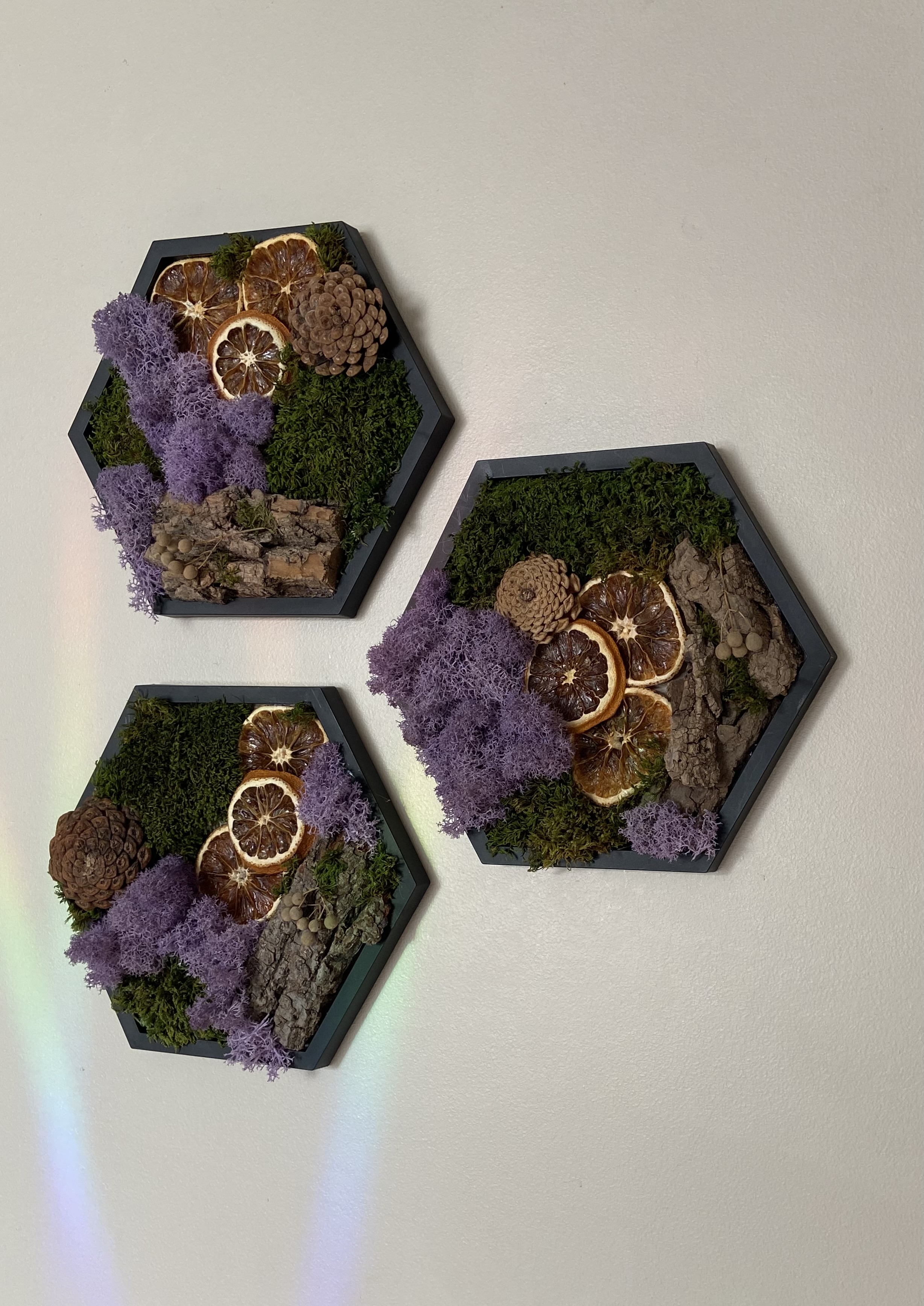 CITRUS GROVE PRESERVED MOSS HEXAGON (5” side)