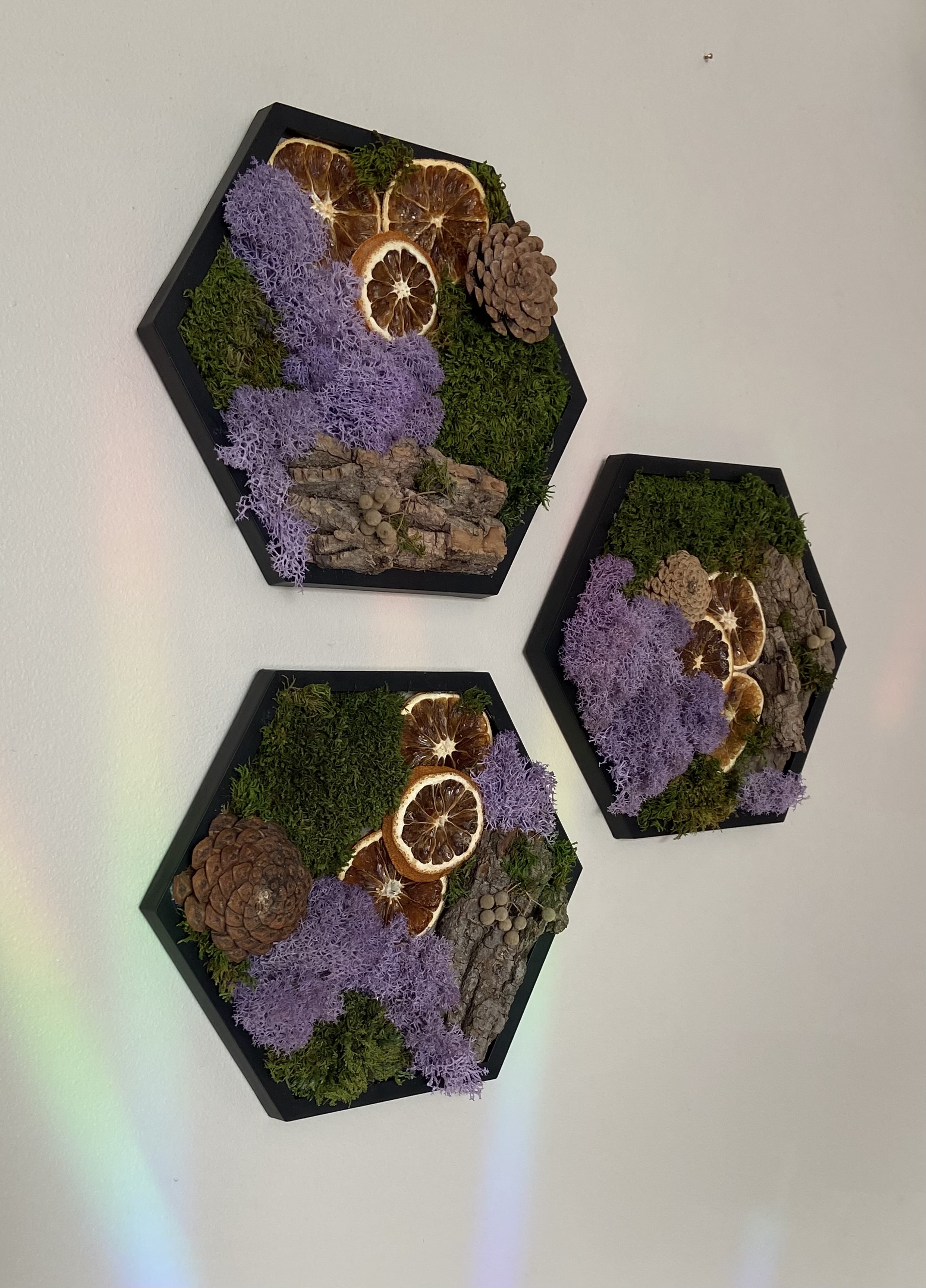 CITRUS GROVE PRESERVED MOSS HEXAGON (5” side)
