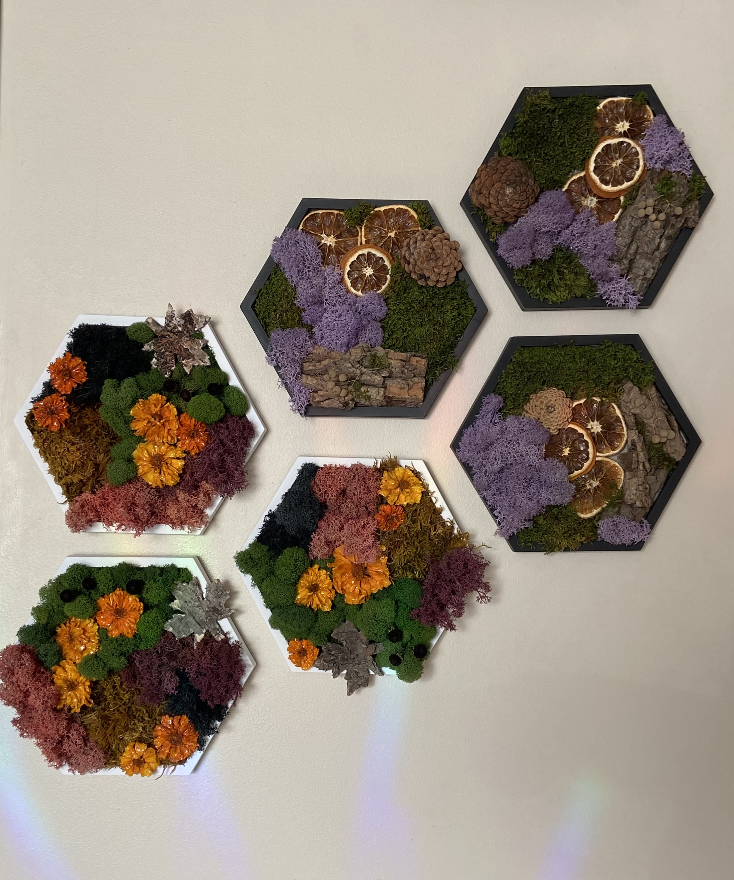 CITRUS GROVE PRESERVED MOSS HEXAGON (5” side)