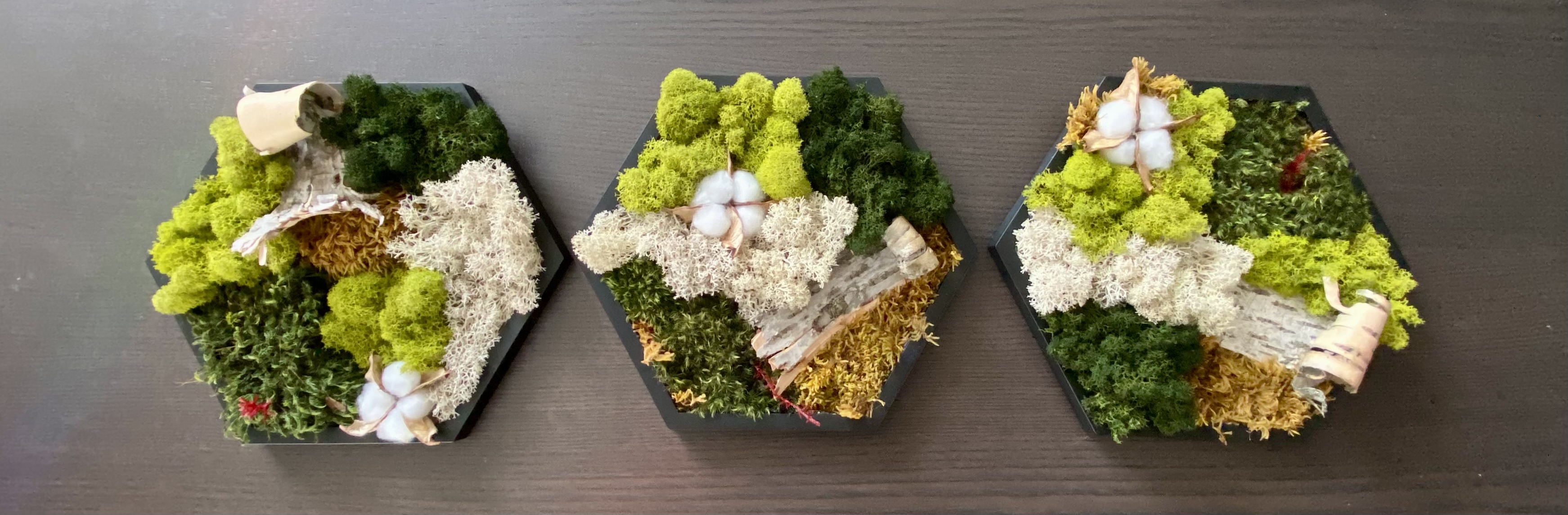 MOSS · BARK · COTTON PRESERVED MOSS HEXAGON  (5” side)