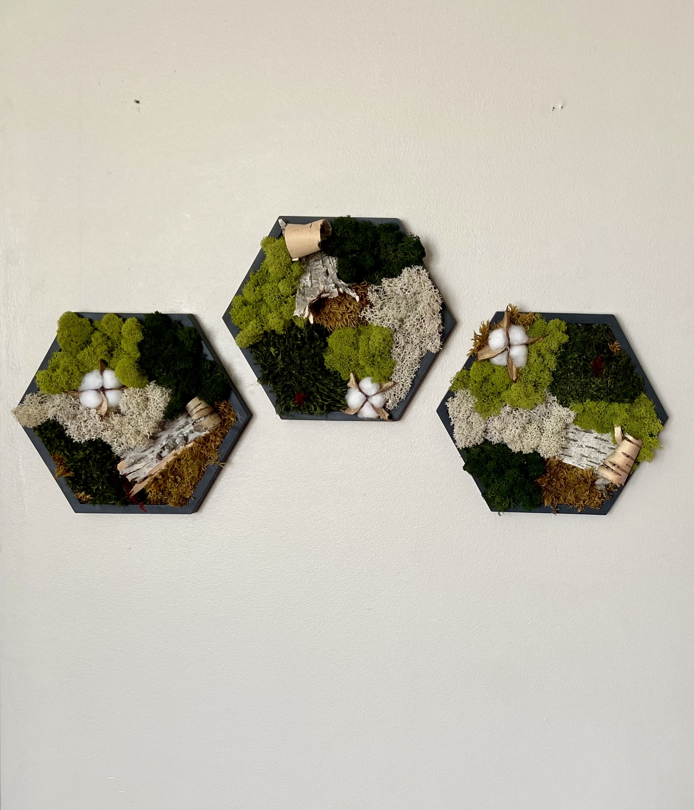 MOSS · BARK · COTTON PRESERVED MOSS HEXAGON  (5” side)
