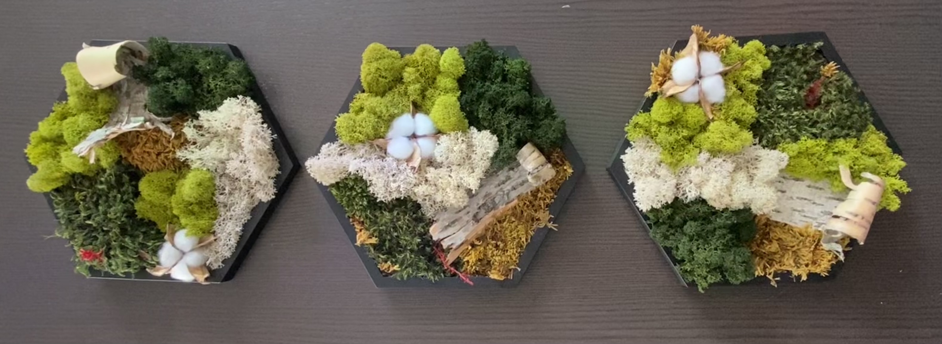 MOSS · BARK · COTTON PRESERVED MOSS HEXAGON  (5” side)