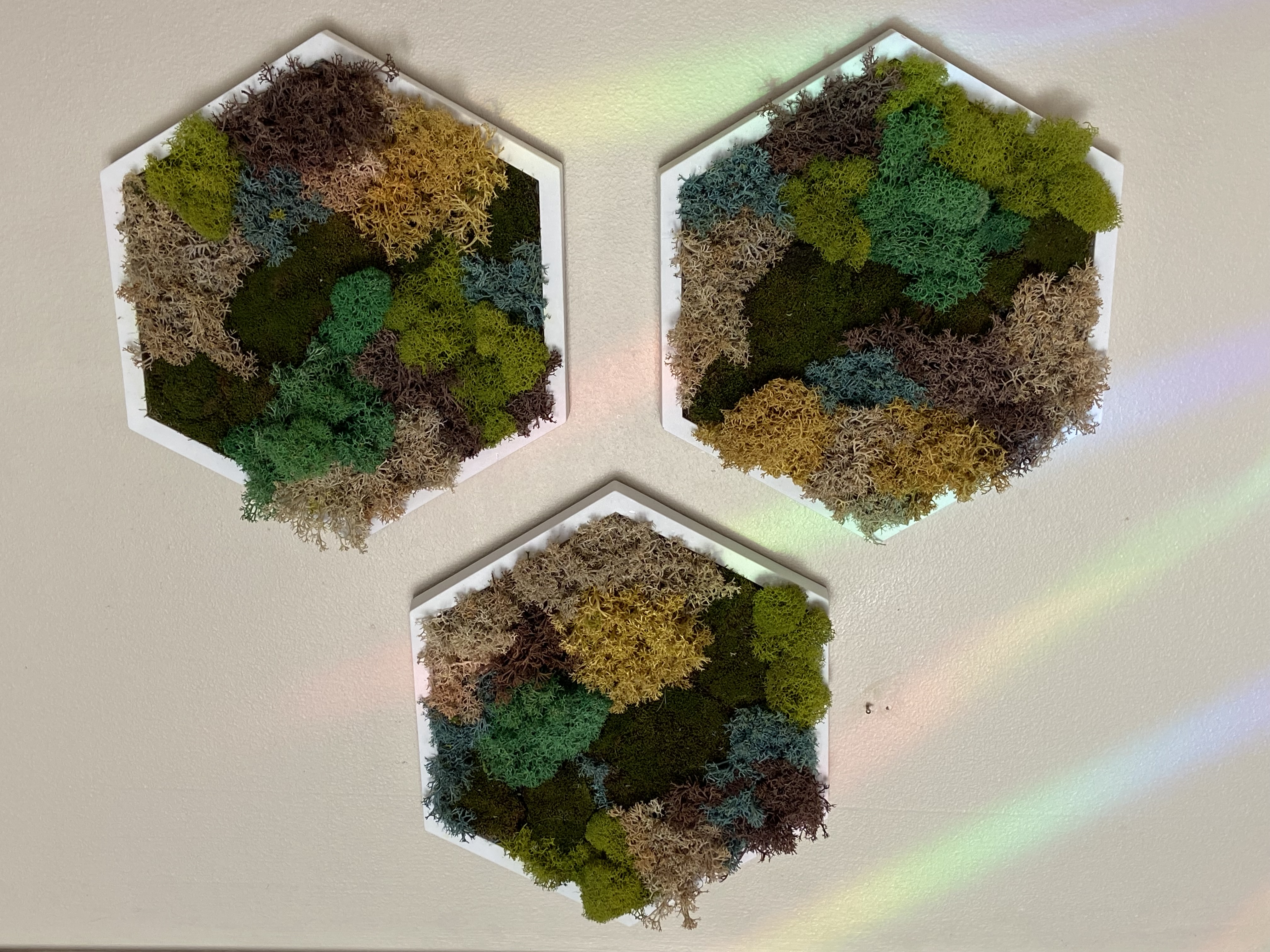 LICHEN & MOSS QUILT PRESERVED MOSS HEXAGON (5” SIDE)