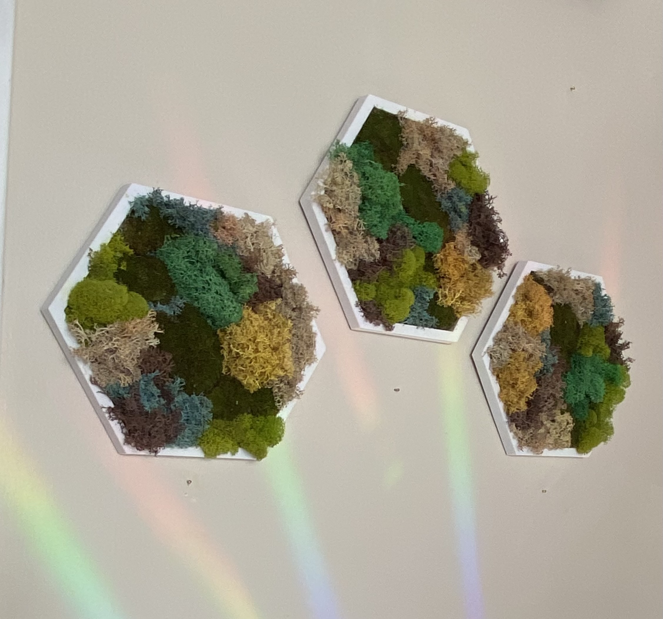 LICHEN & MOSS QUILT PRESERVED MOSS HEXAGON (5” SIDE)