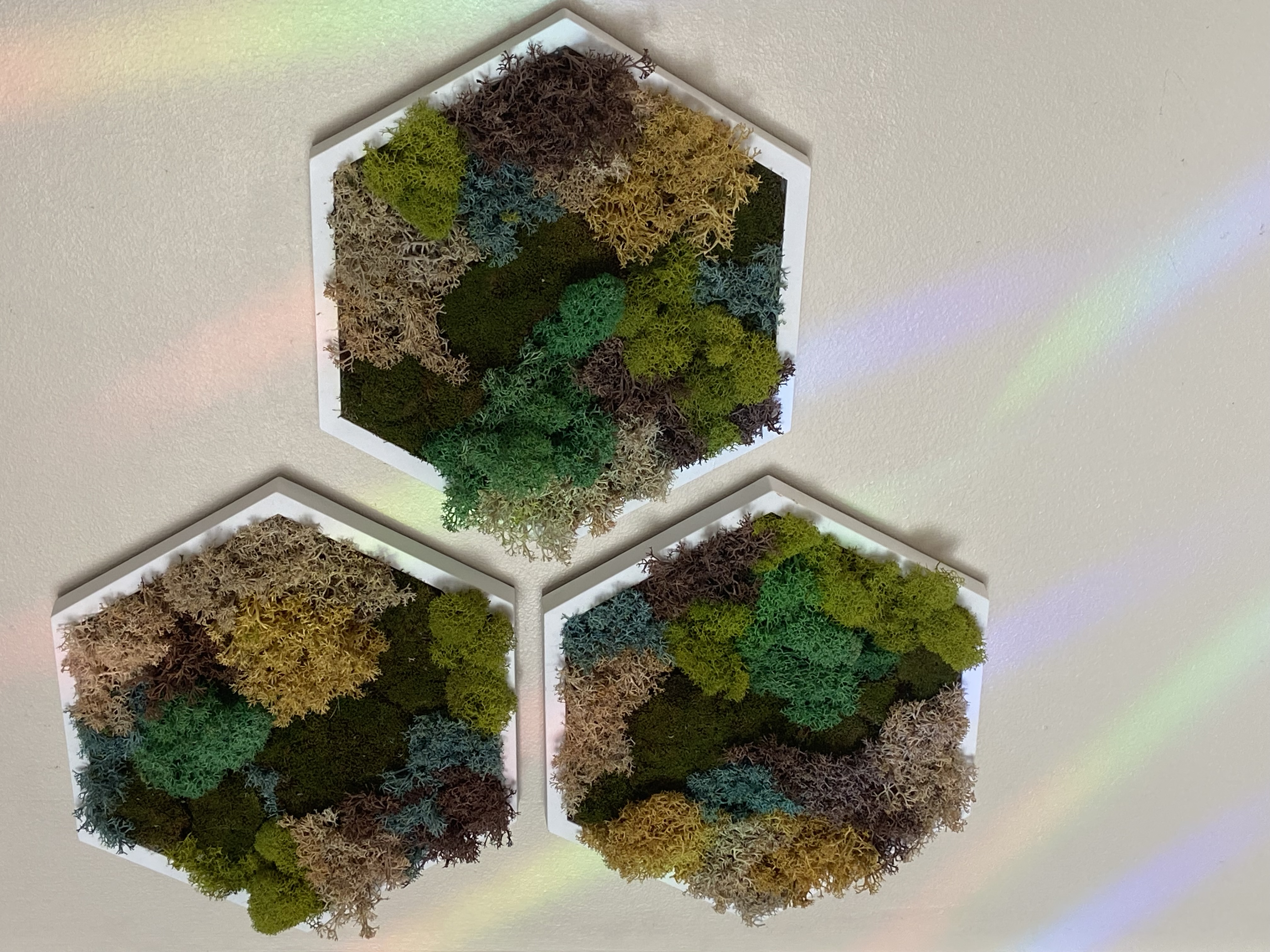 LICHEN & MOSS QUILT PRESERVED MOSS HEXAGON (5” SIDE)