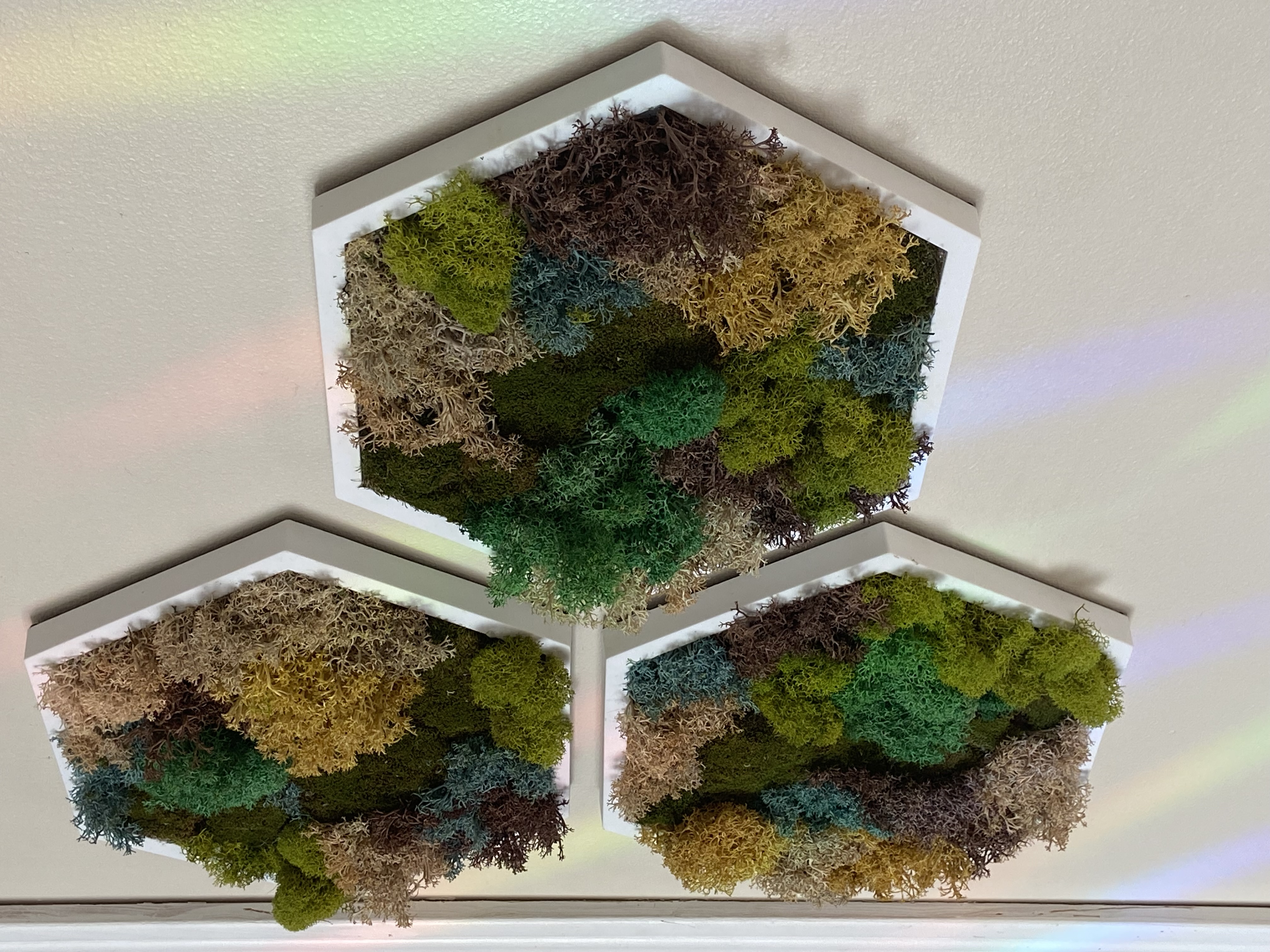 LICHEN & MOSS QUILT PRESERVED MOSS HEXAGON (5” SIDE)