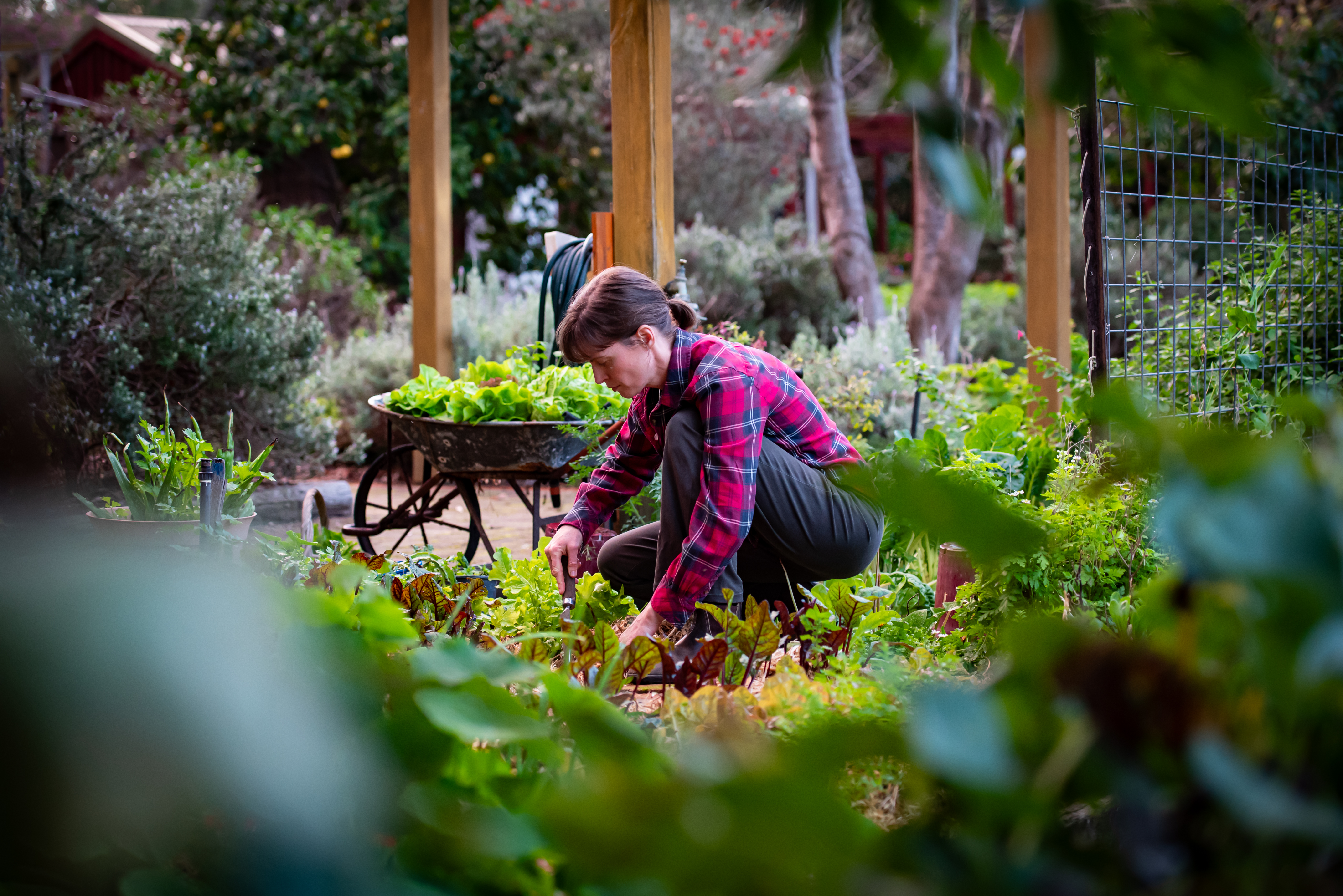 Companion gardening gift voucher - 2 hours