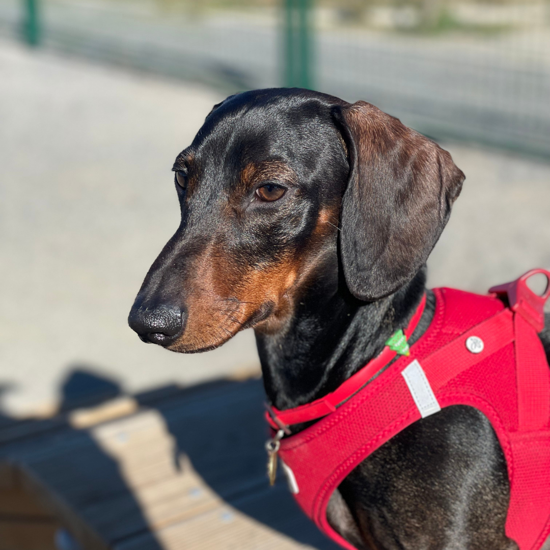 Retrato Para Mascota 15 cm