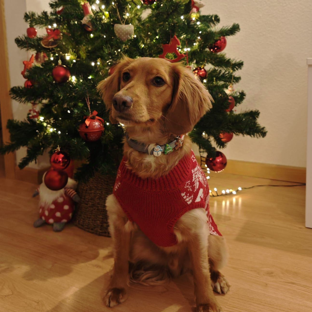 Retrato Para Mascota 20 - 25 cm