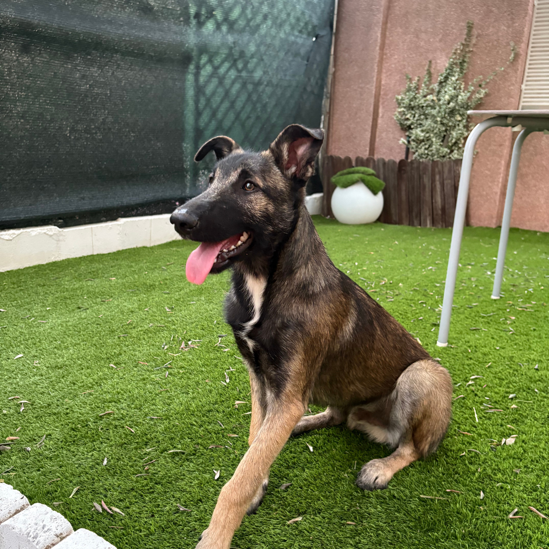 Retrato Para Mascota 30 - 35 cm