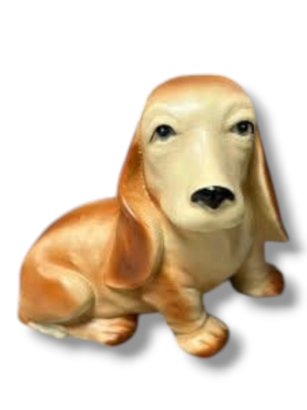 Basset Hound