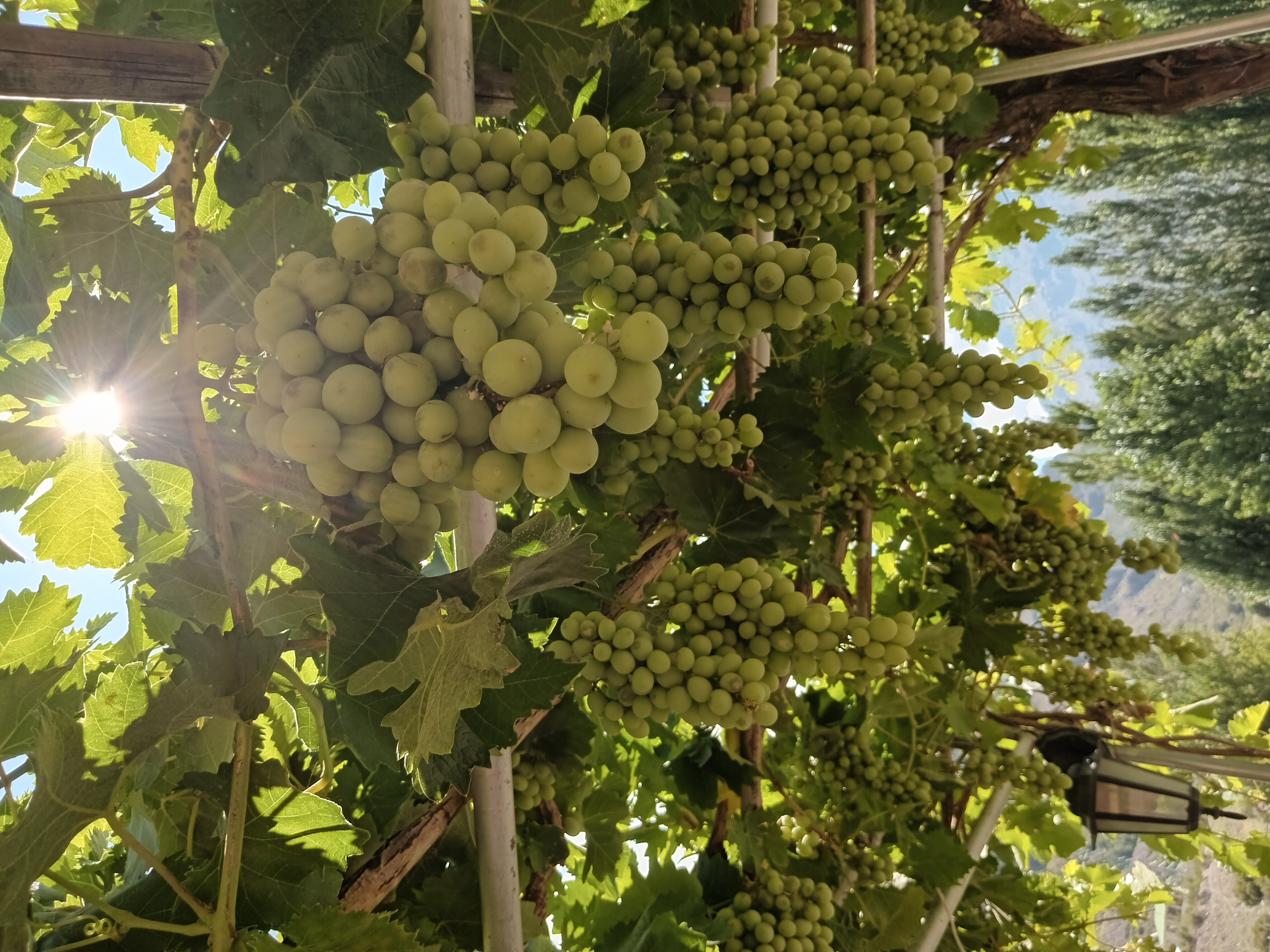 Wine Tour - Maipo valley 3 vineyards