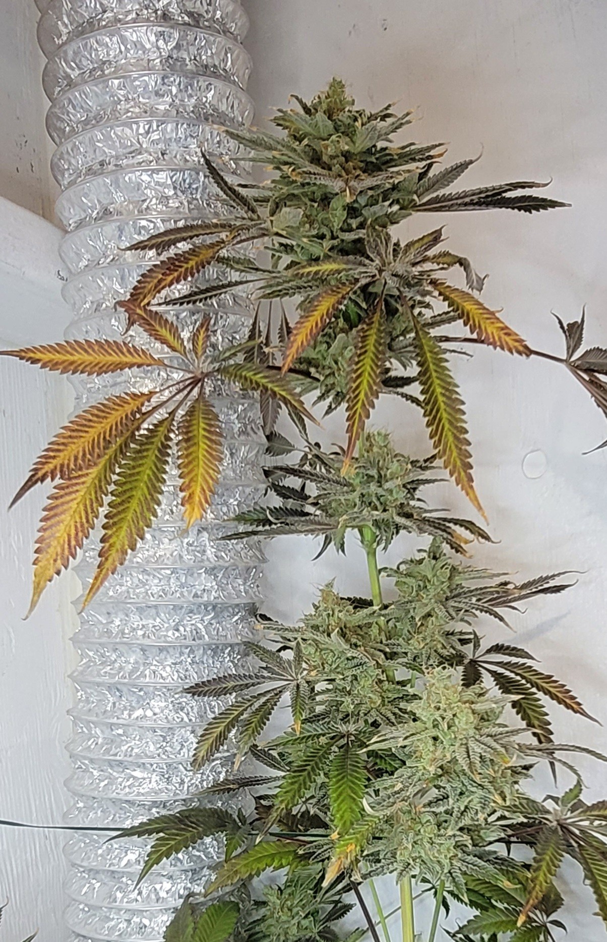 Feminized Grape Crinkle x Freakshow