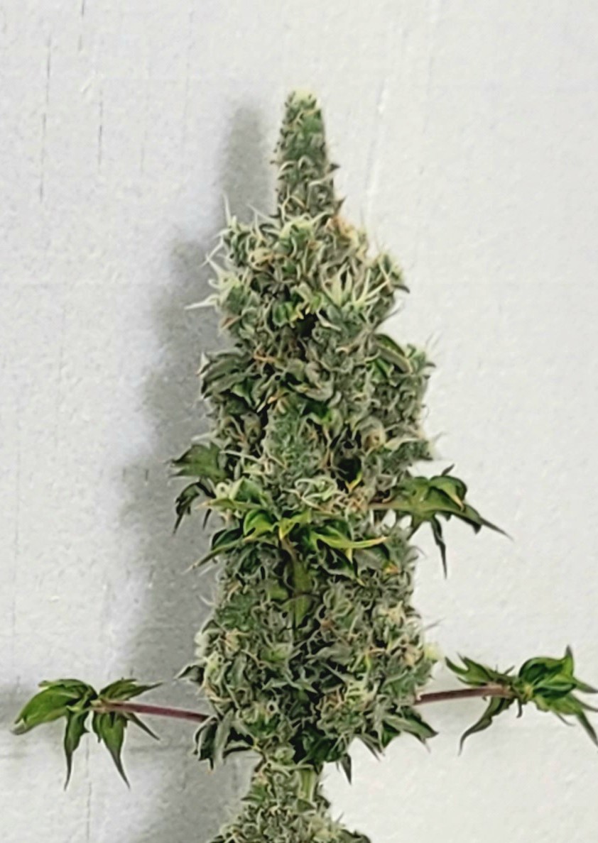 Banksia Tar Kush F2 V4 "The Angry Expression"