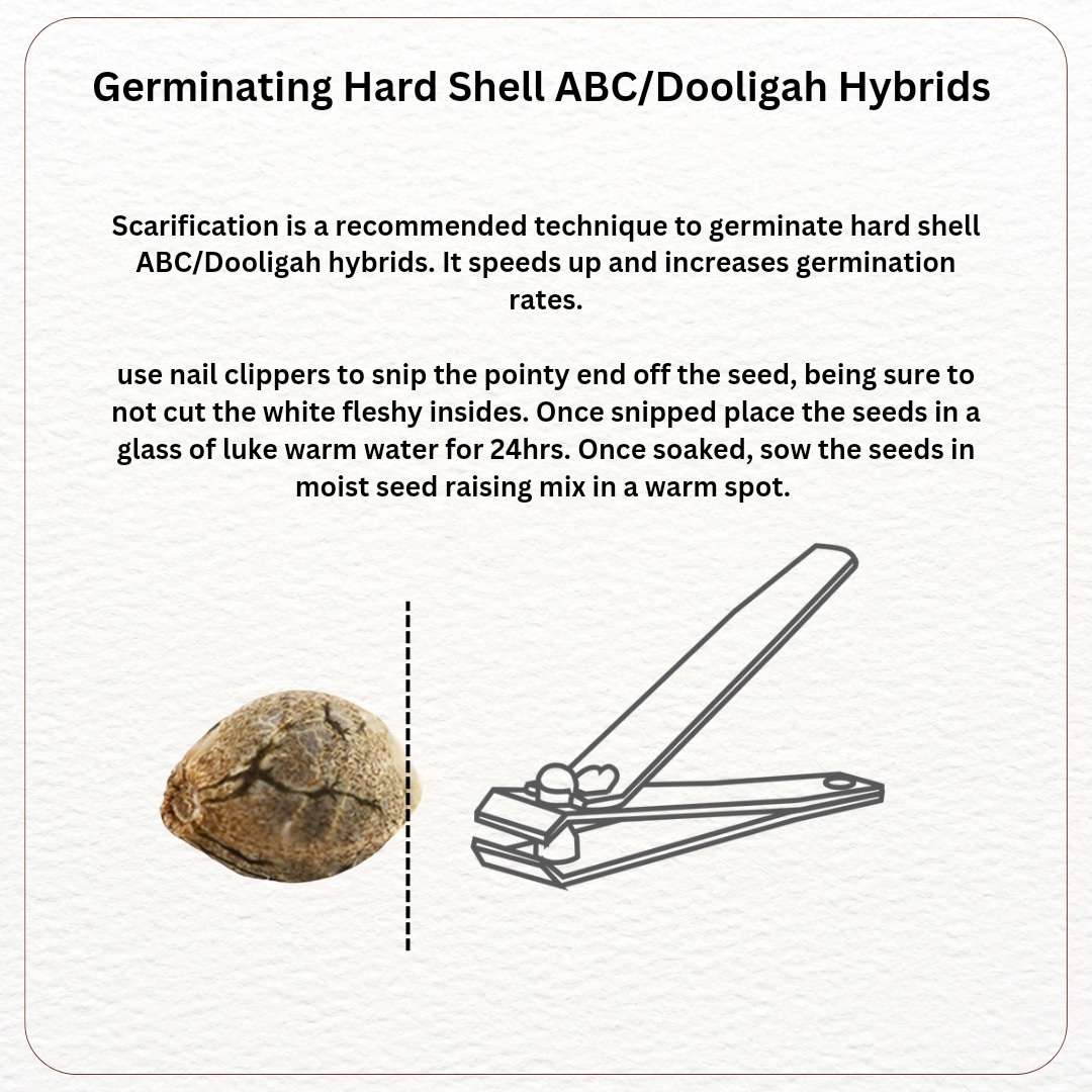 Banksia Tar Kush F2 V4 "The Sweet Expression"