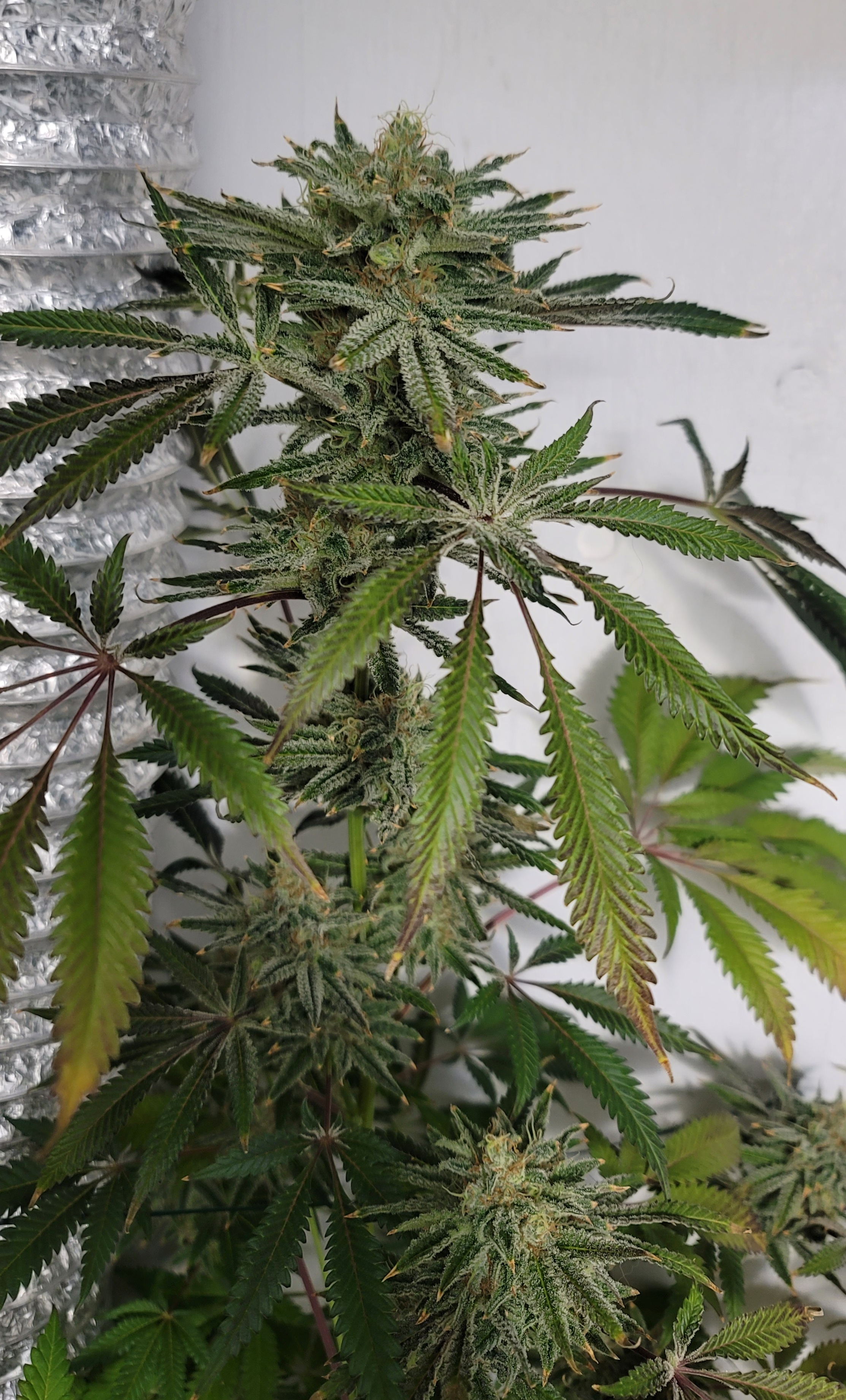 Feminized Grape Crinkle x Freakshow