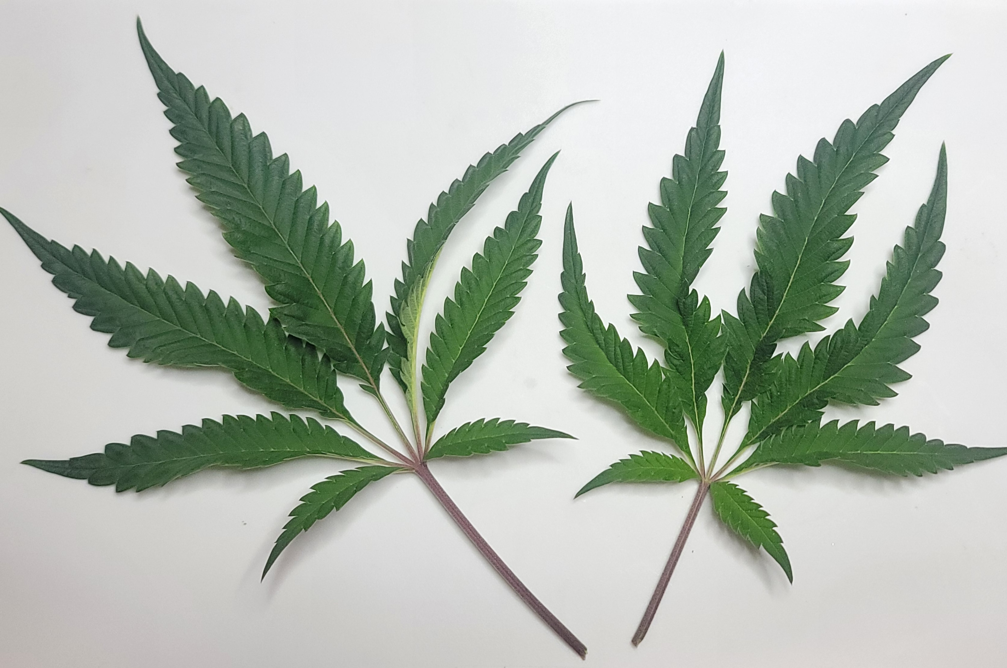 Feminized Grape Crinkle x Freakshow