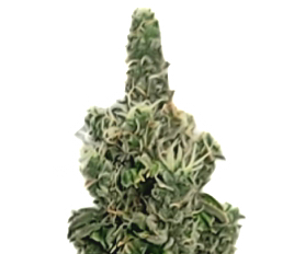 Banksia Tar Kush F2 V4 "The Angry Expression"