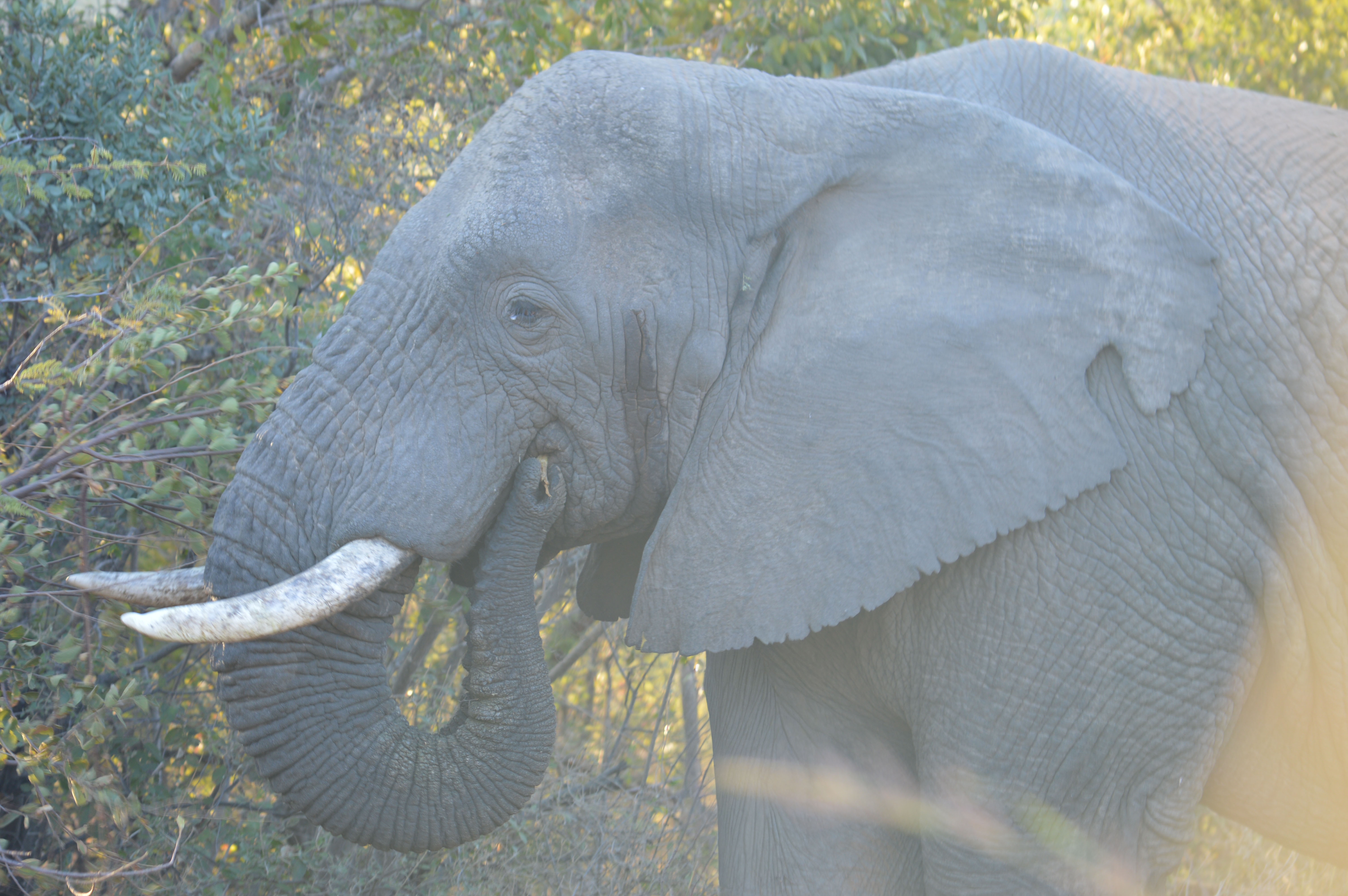 South Africa Animal Prints