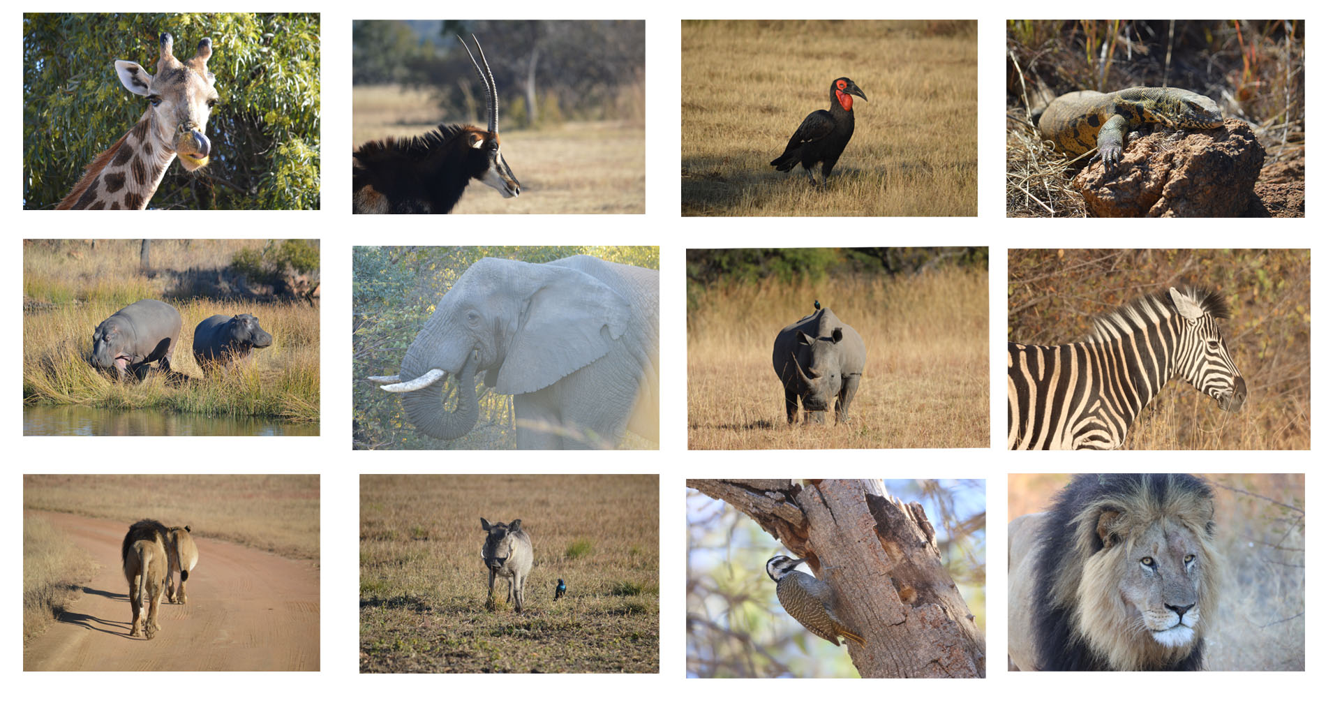 South Africa Calendar 2026