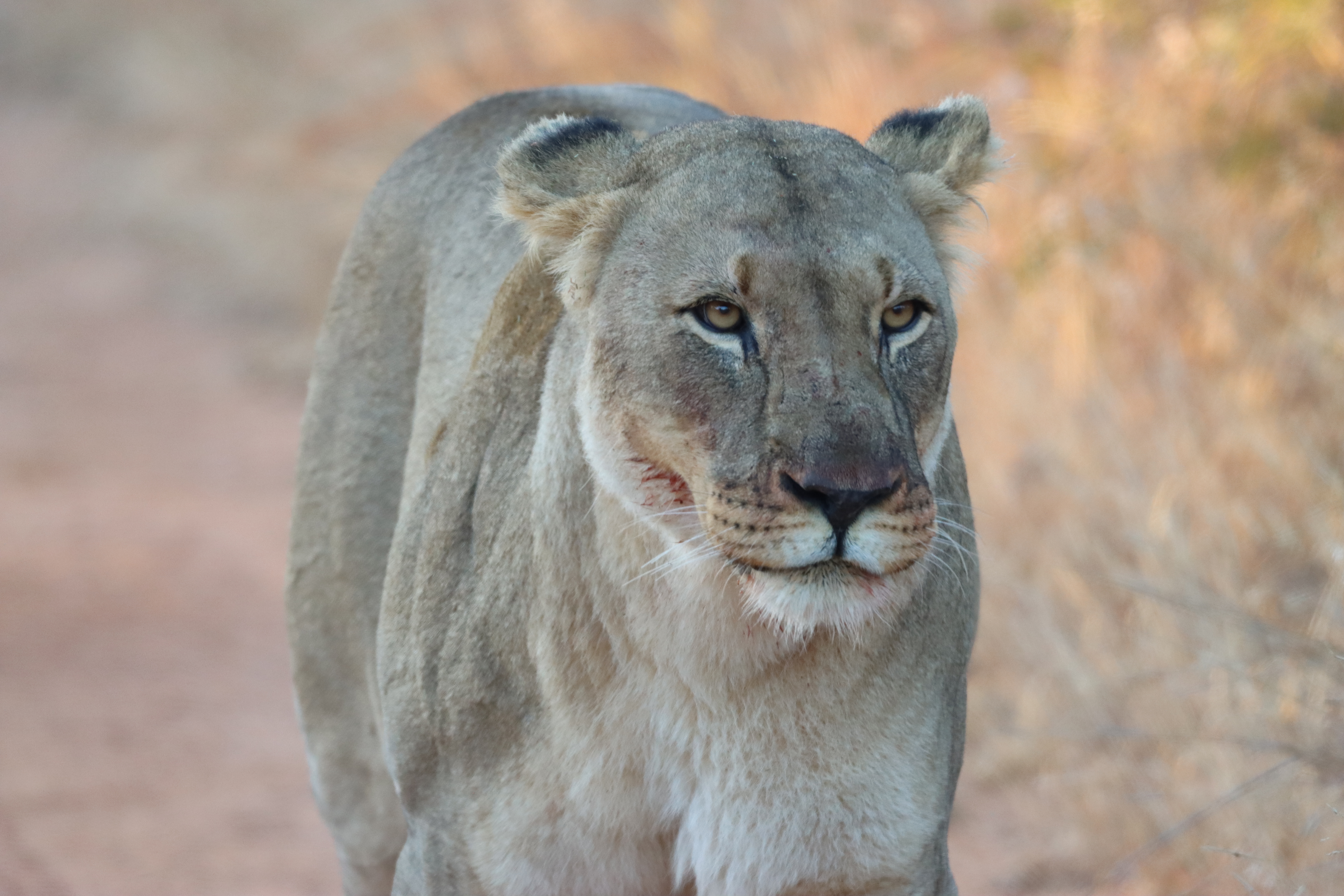 South Africa Animal Prints