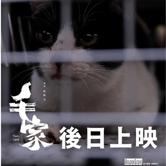 《毛家》PAWS LAND｜導演區焯文 × 毛守救援 慈善企劃電影
