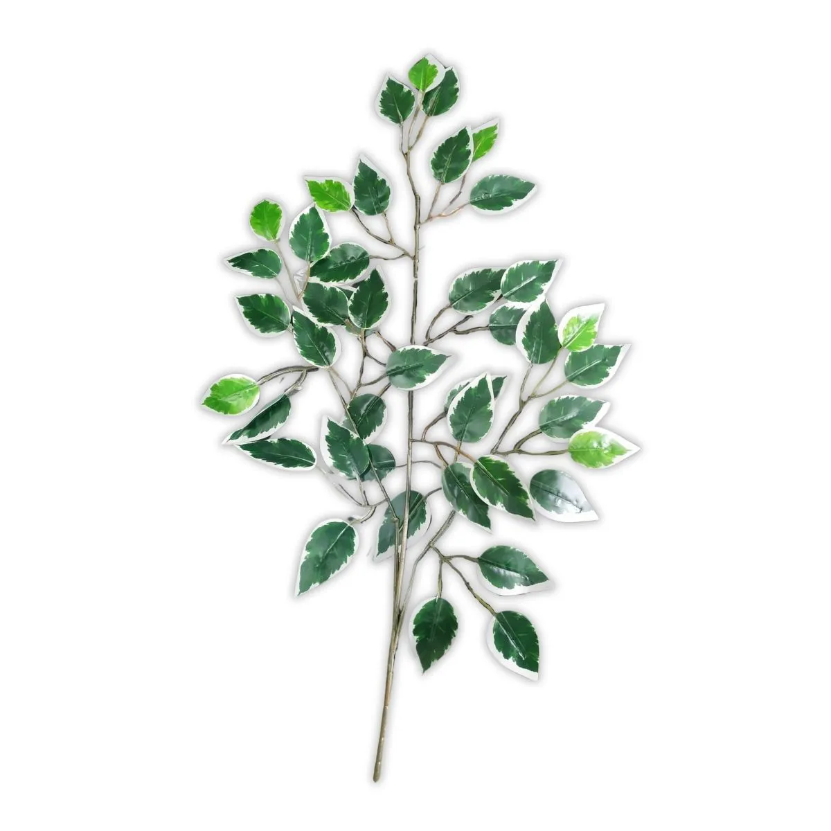 Galho de Ficus