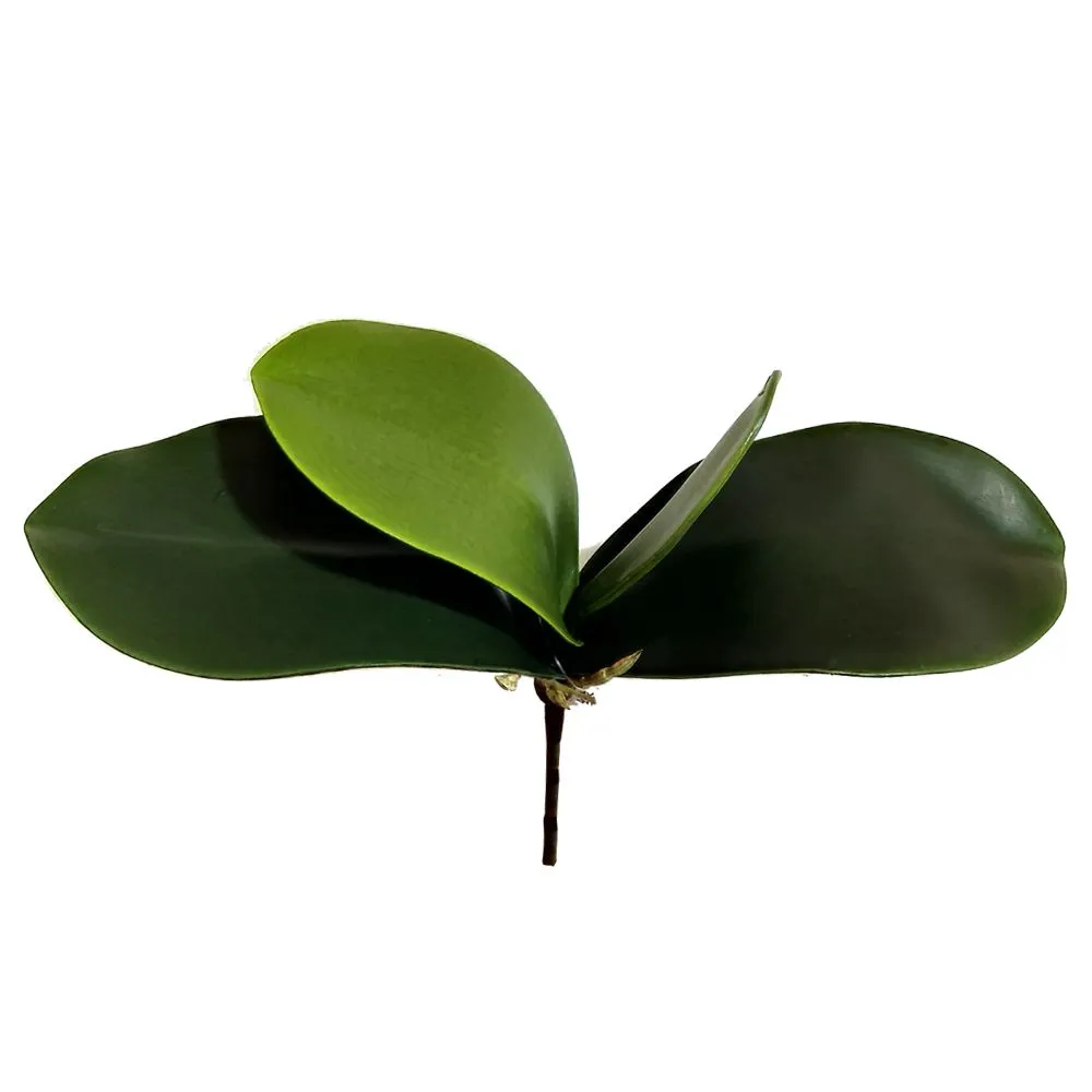 Folha de Orquídea Pequena