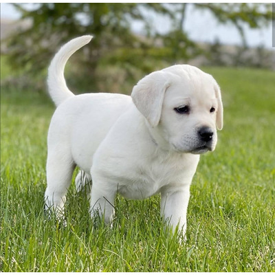 LABRADOR RETRIEVER