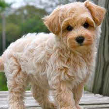MALTIPOO