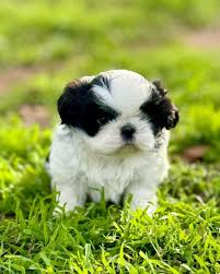 SHIH TZU