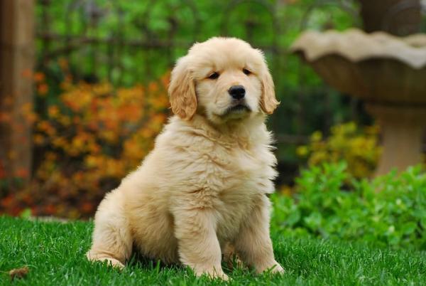 GOLDEN RETRIEVER