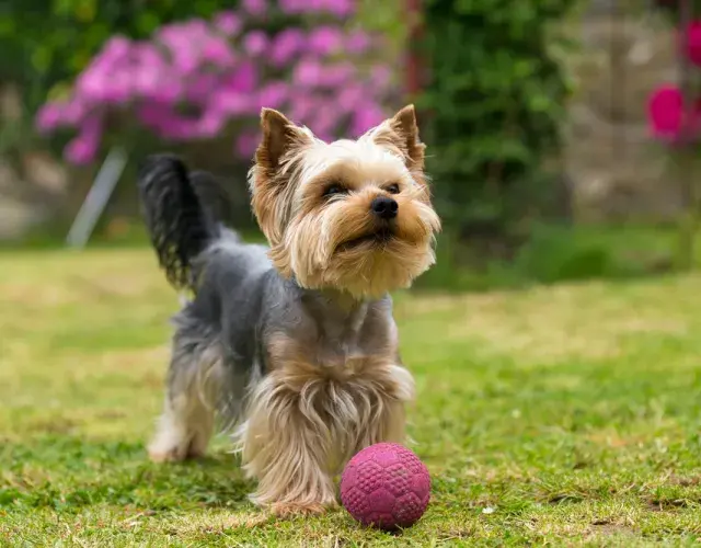 YORKSHIRE TERRIER