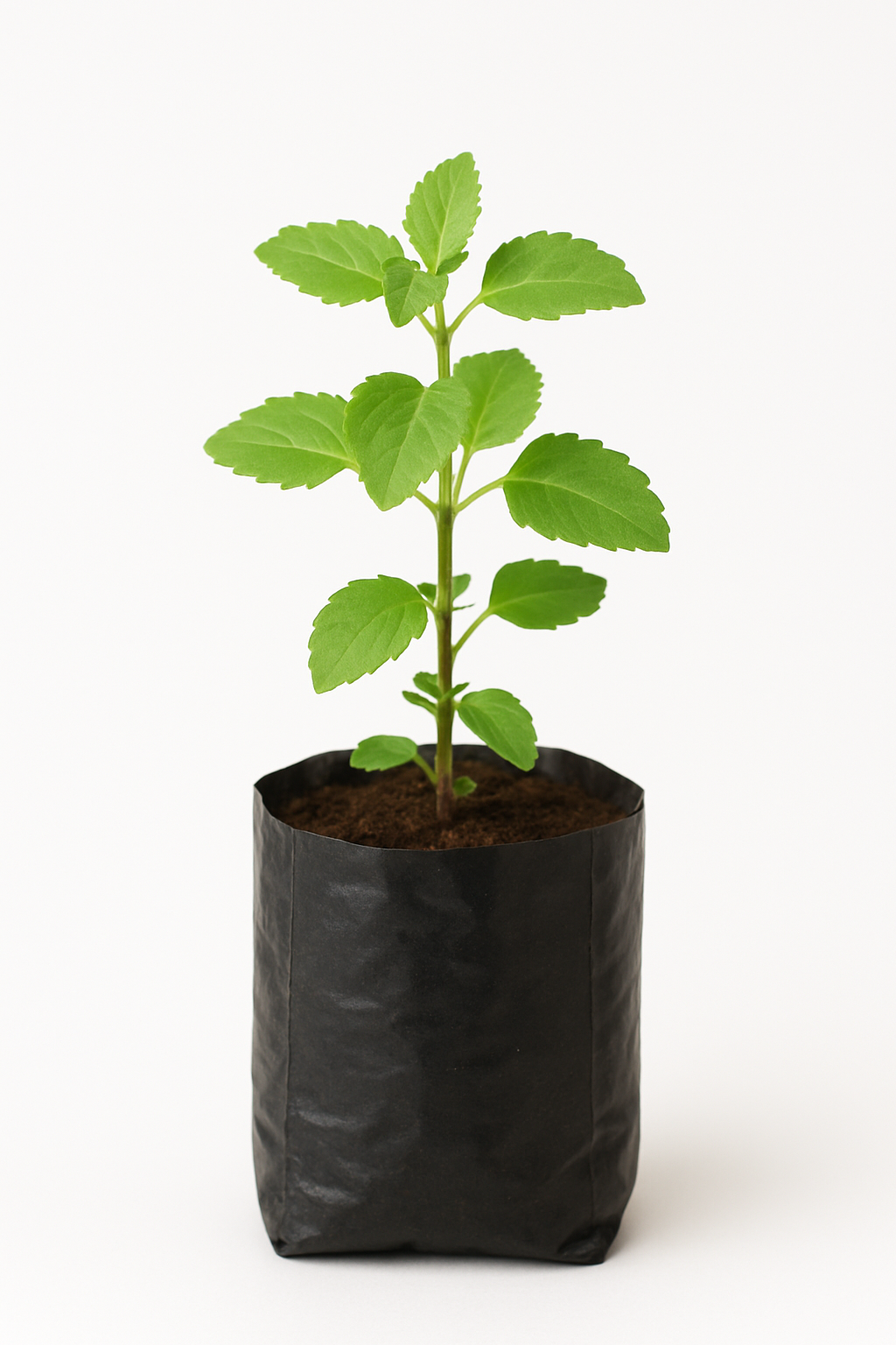 Radha Tulsi (Holy Basil) Plant