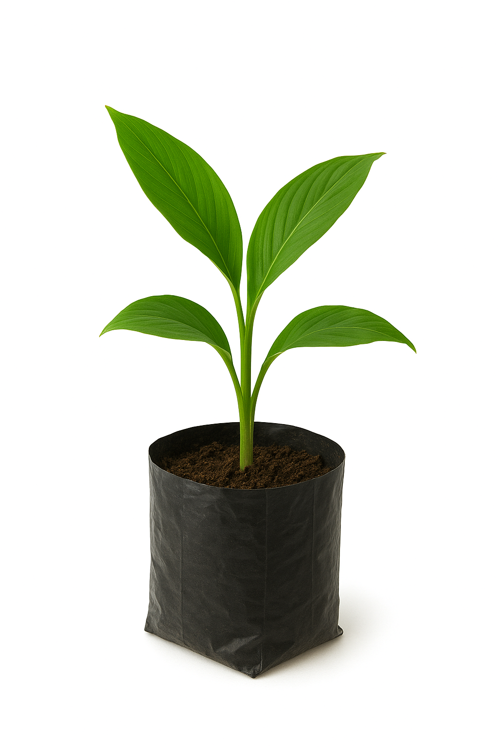 Black Turmeric Plant