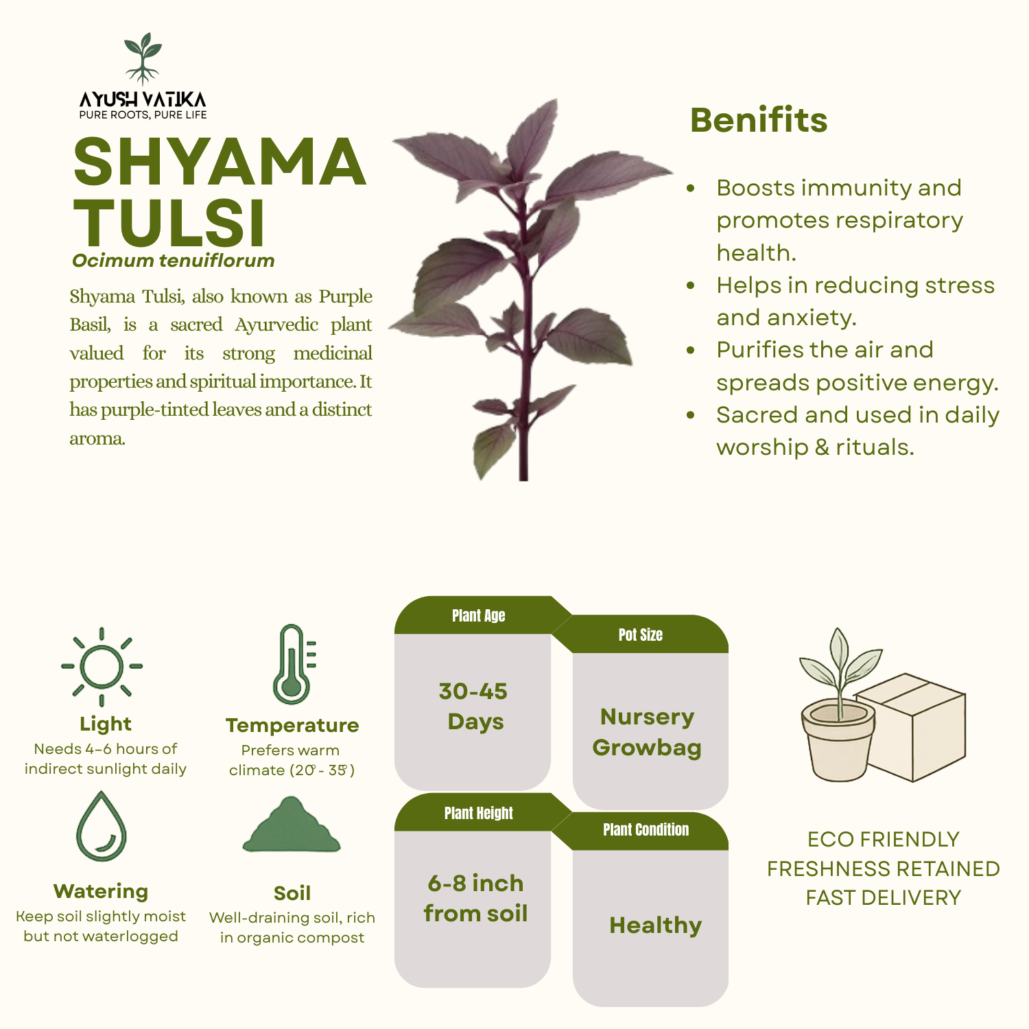 Shyama Tulsi (Purple Basil) Plant