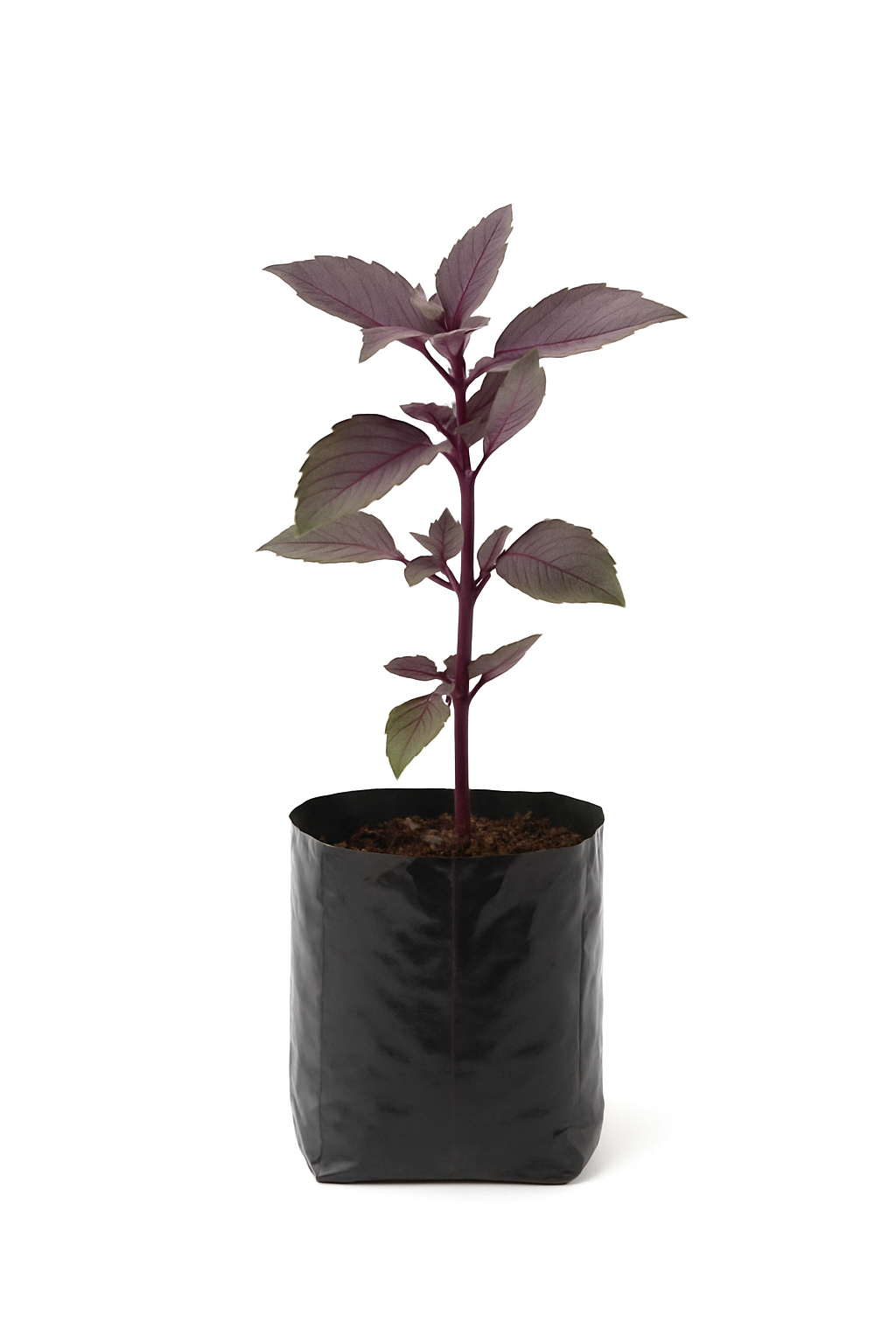 Shyama Tulsi (Purple Basil) Plant