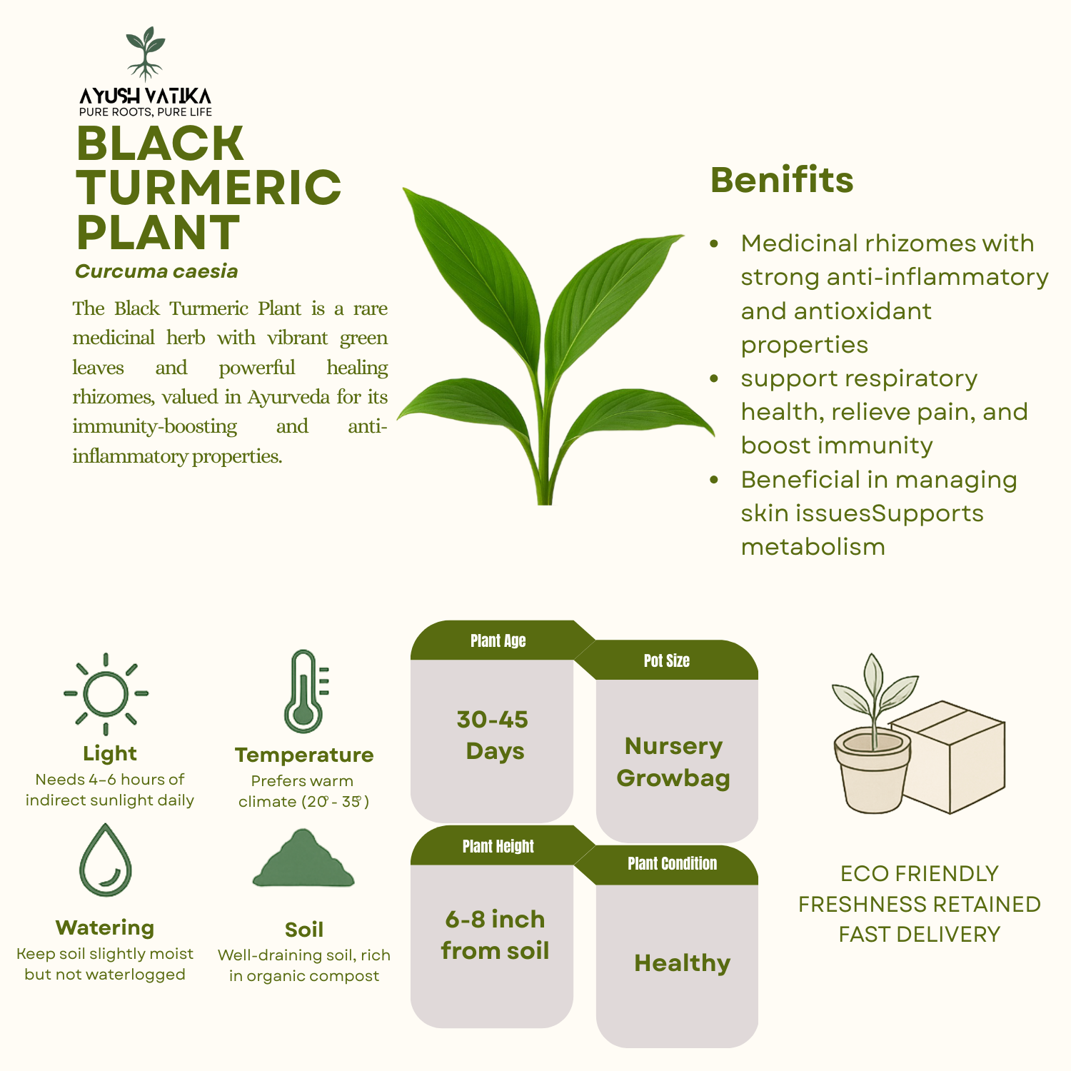 Black Turmeric Plant