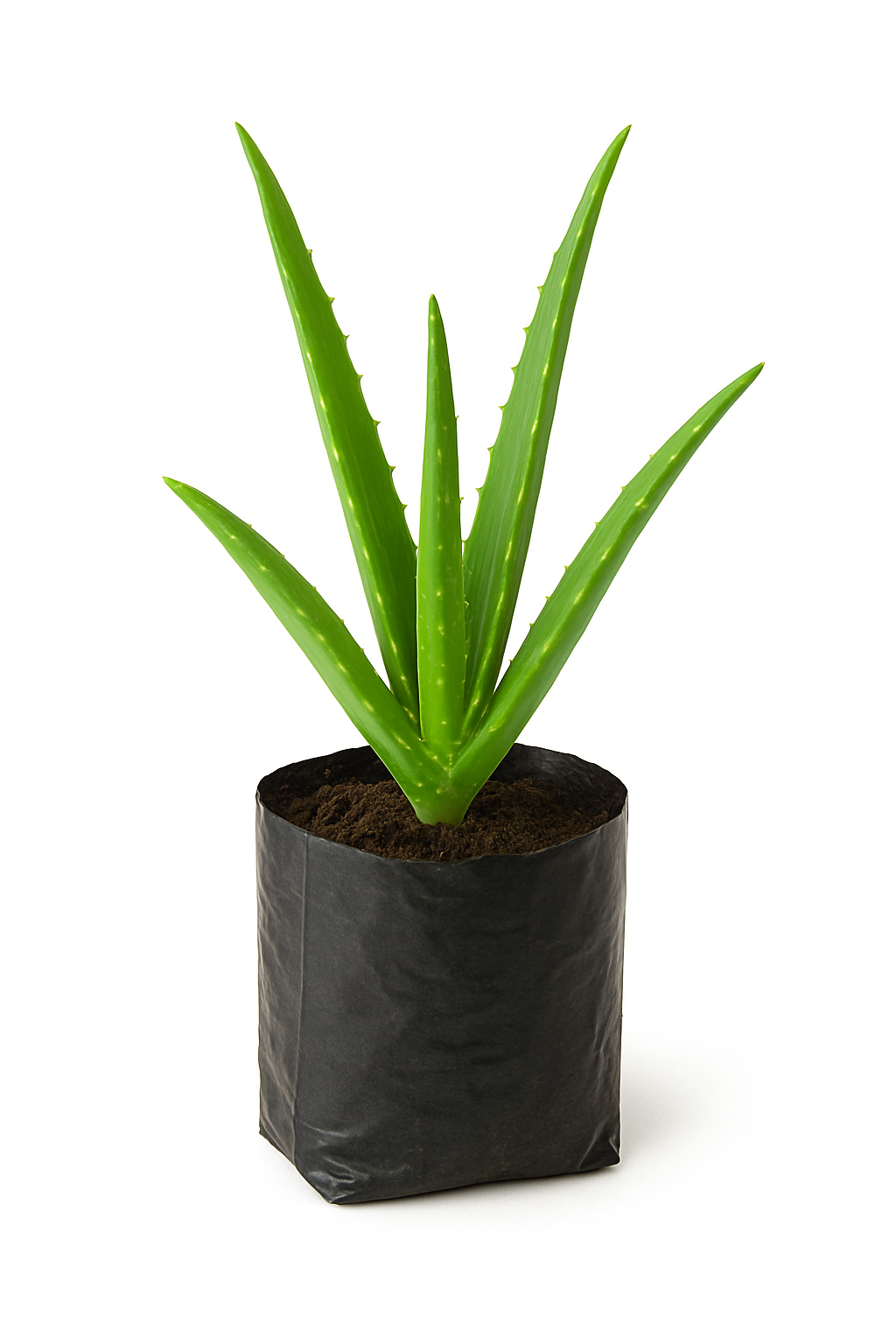 Aloe Vera Plant