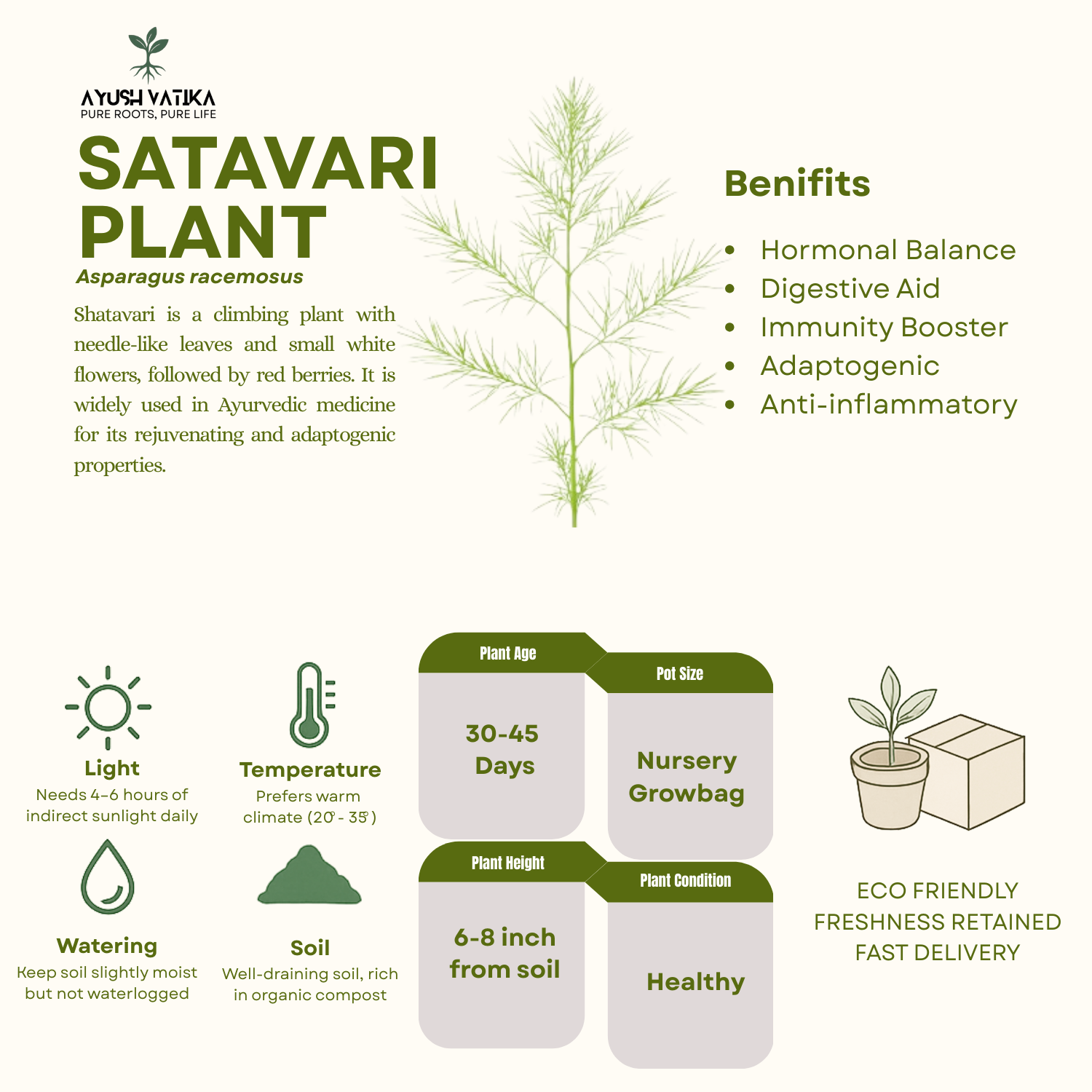 Satavari Plant