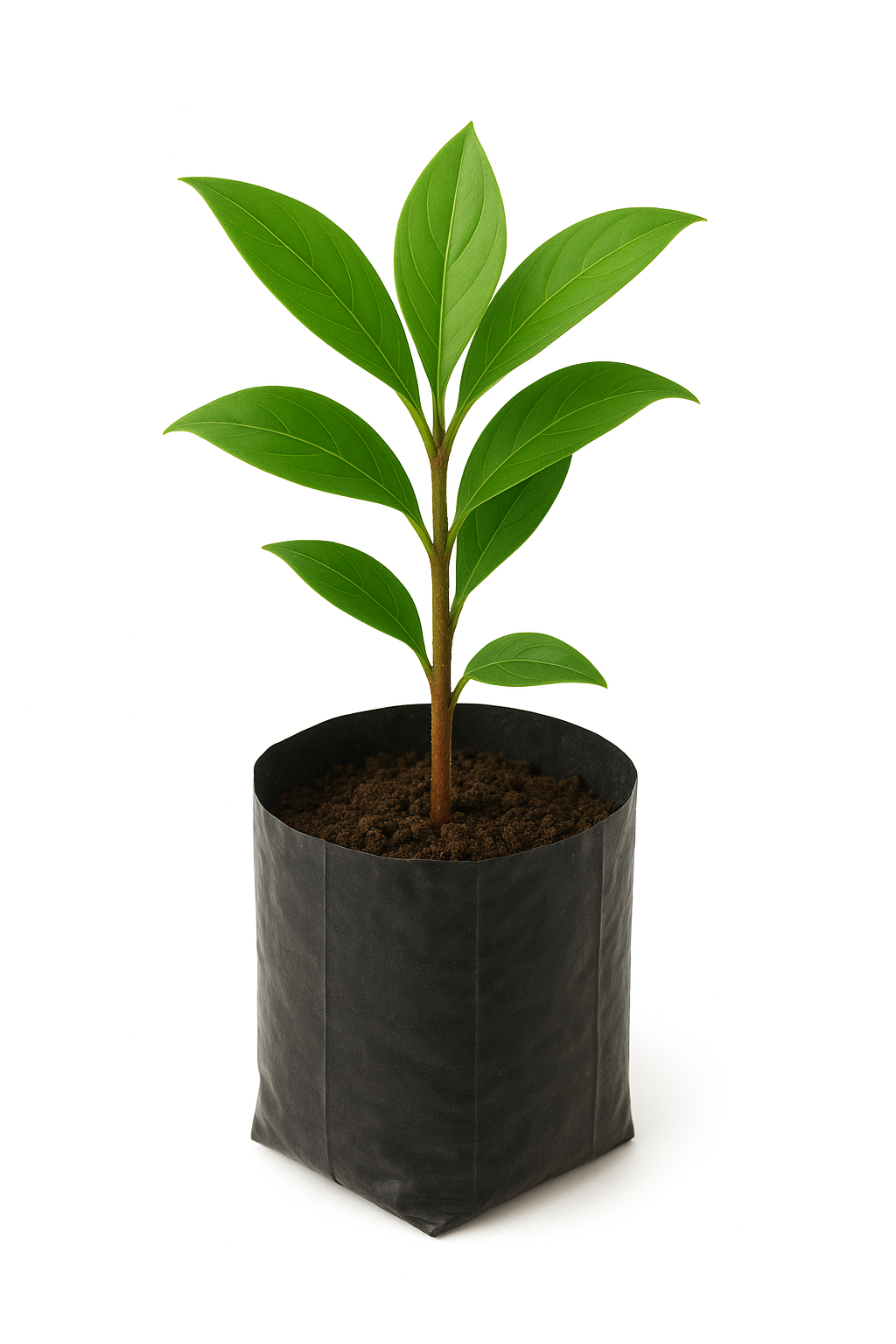 Insulin Plant (Costus igneus)