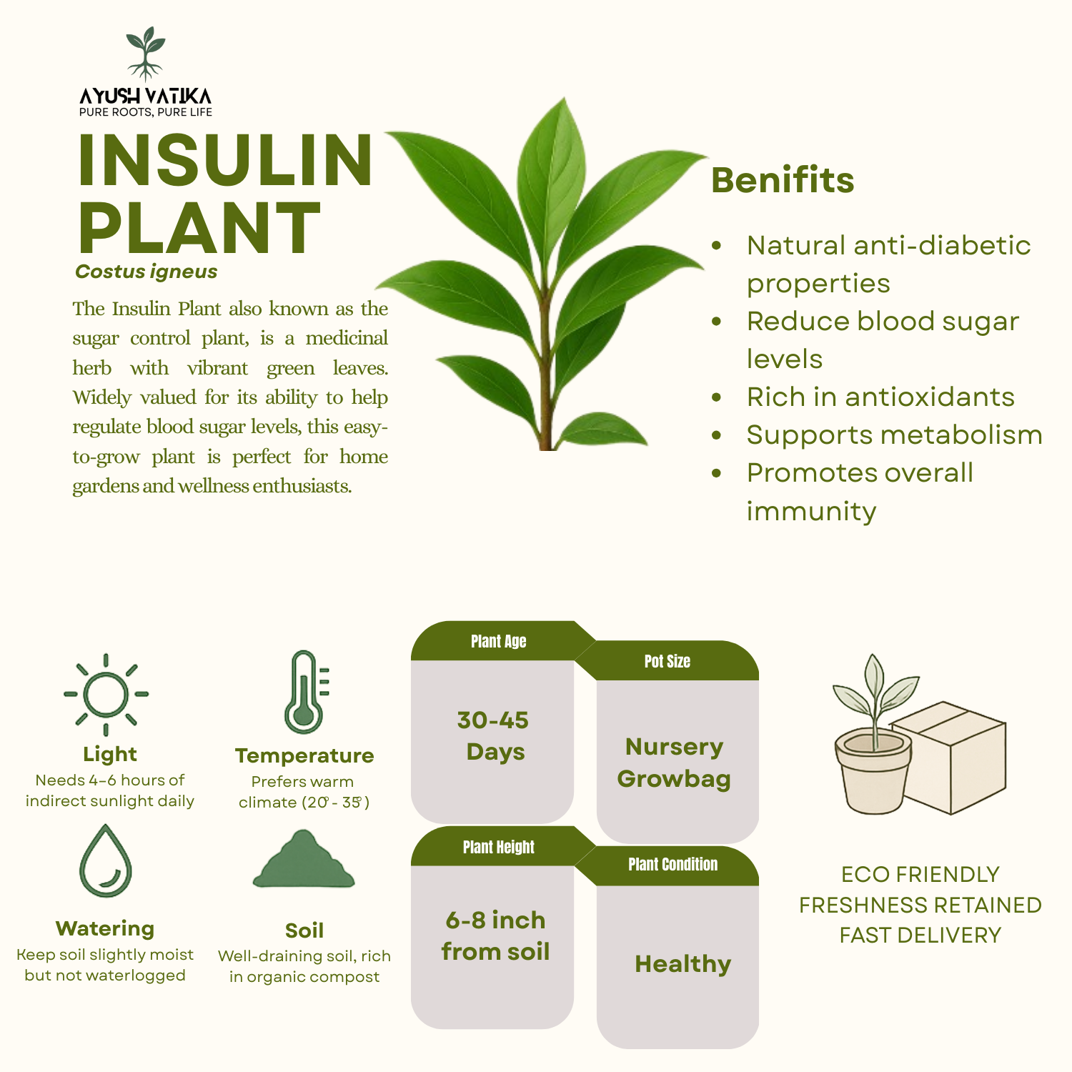 Insulin Plant (Costus igneus)